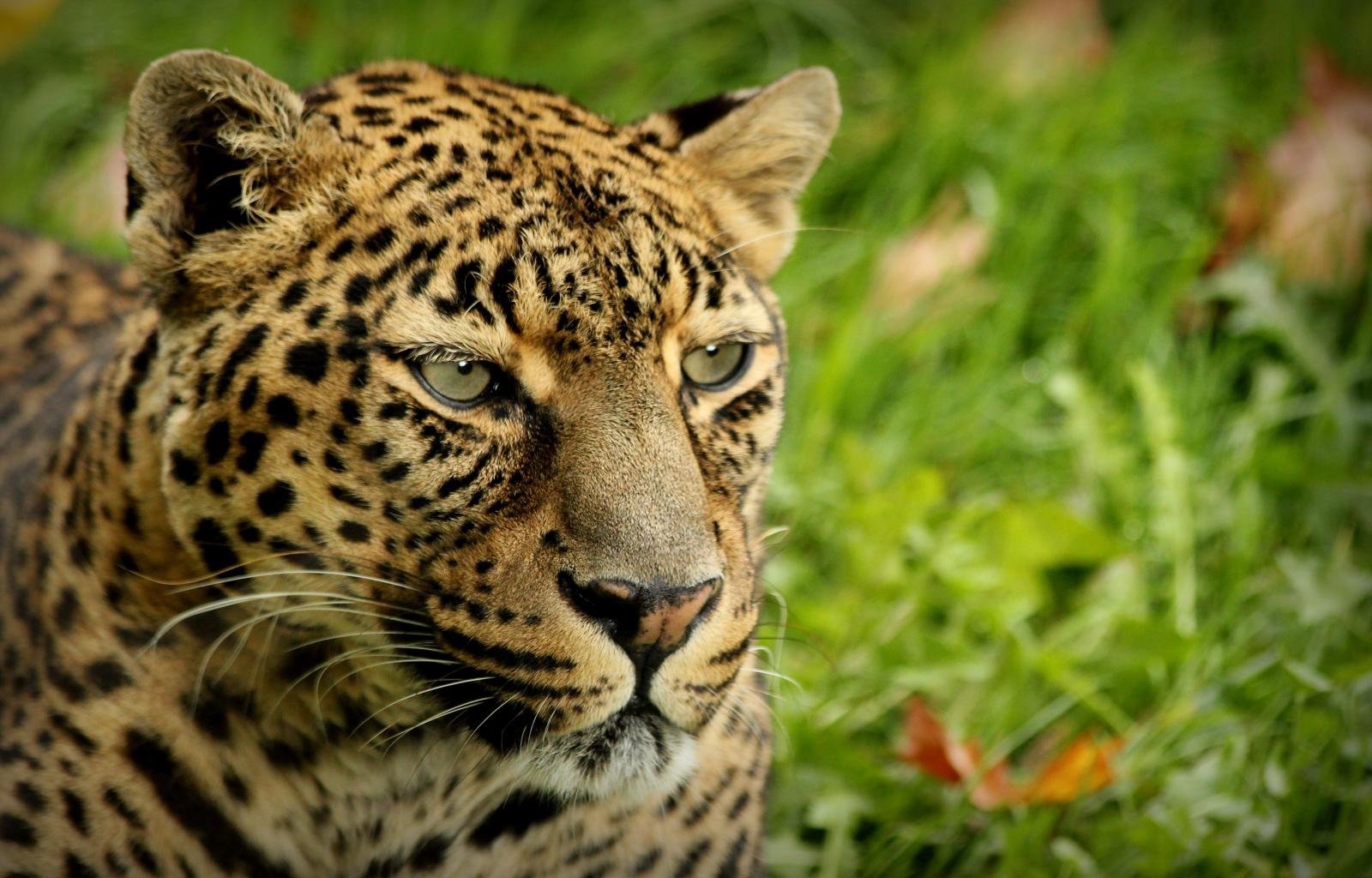 Free download Leopard wallpaper ID:447904 hd 1600x1024 for computer