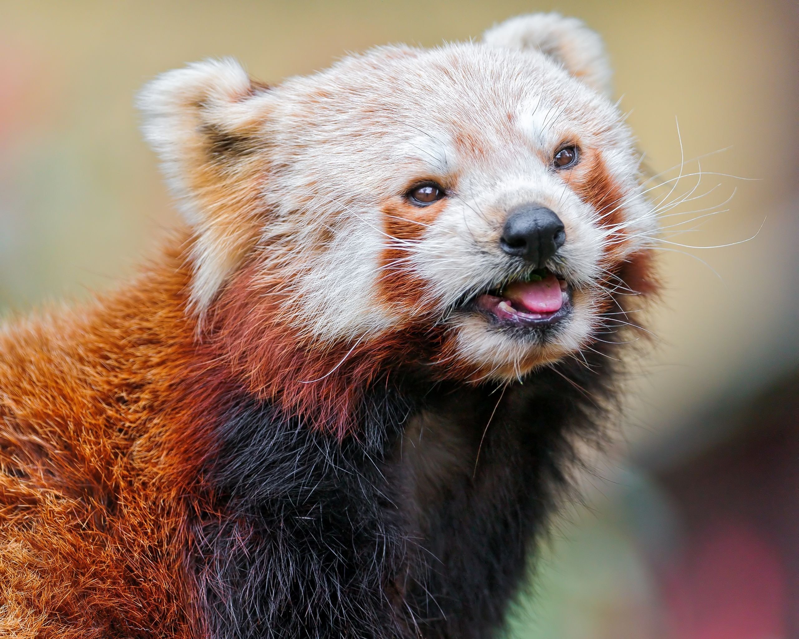 High resolution Red Panda hd 2560x2048 background ID:64000 for desktop