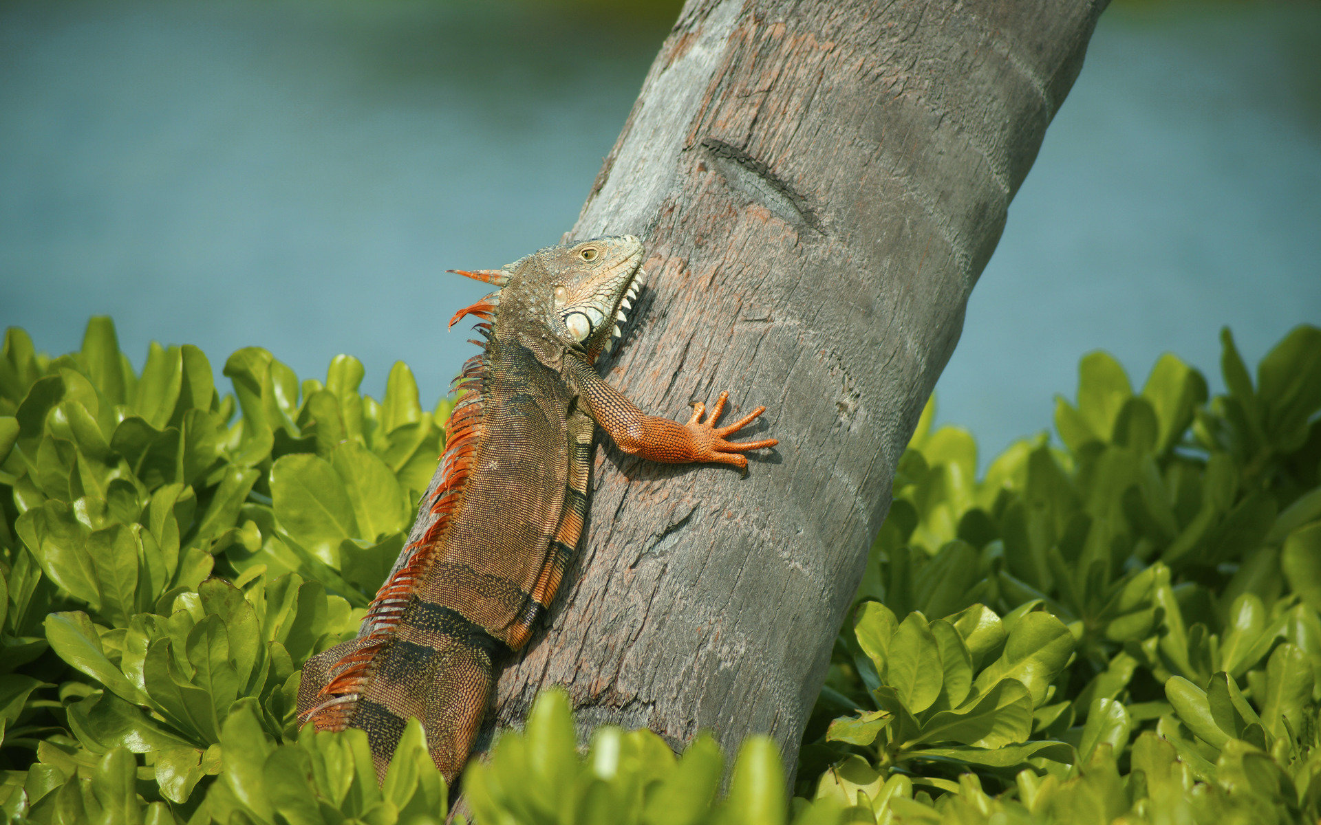 Awesome Iguana free wallpaper ID:380953 for hd 1920x1200 PC