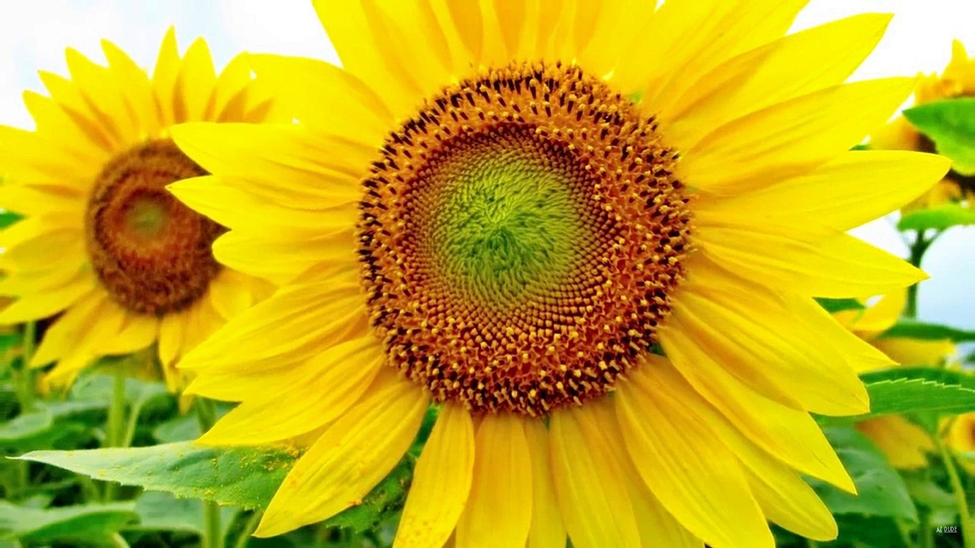 High resolution Sunflower full hd 1920x1080 background ID:226434 for PC
