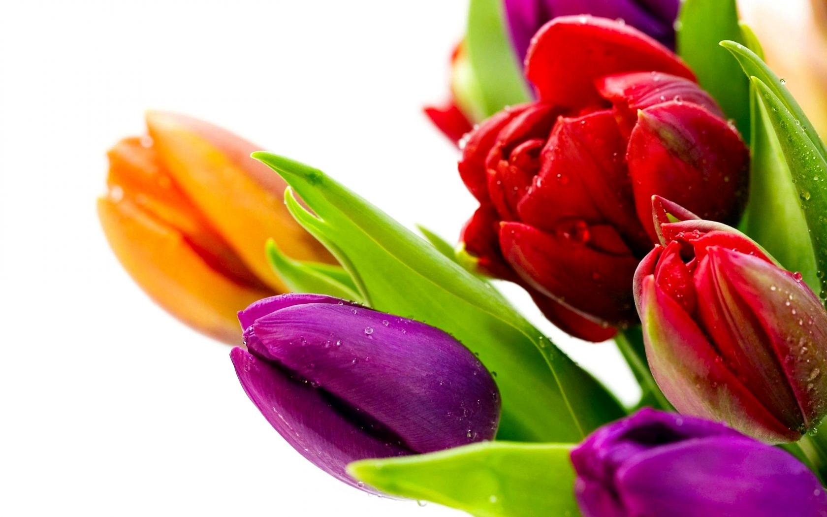 Free Tulip high quality background ID:157090 for hd 1680x1050 desktop