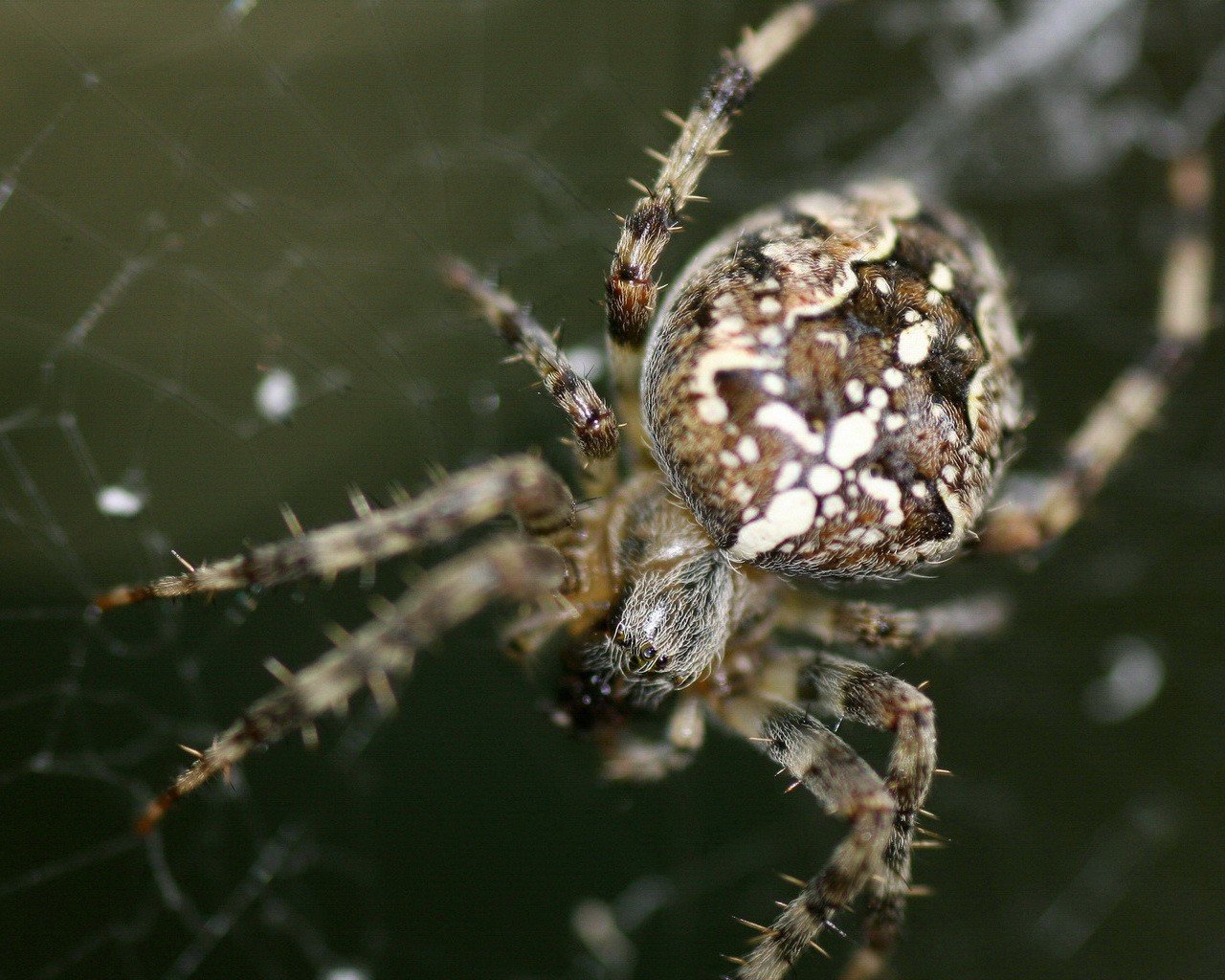 Free download Spider background ID:22279 hd 1280x1024 for computer