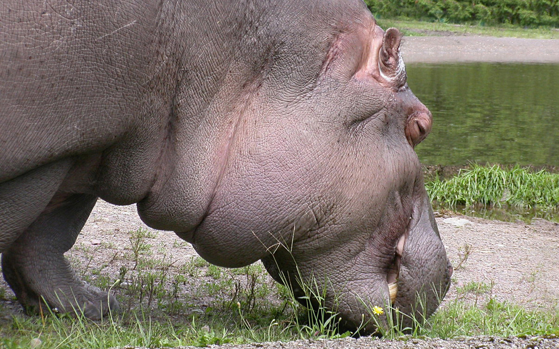 Best Hippo background ID:28820 for High Resolution hd 1920x1200 PC