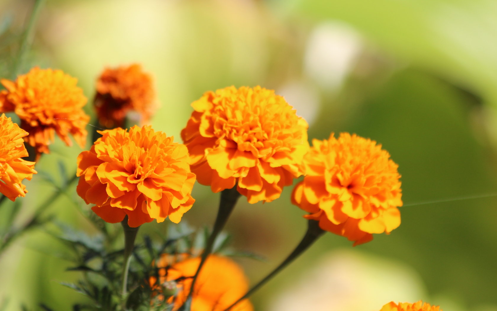 Download hd 1680x1050 Marigold PC background ID:122678 for free