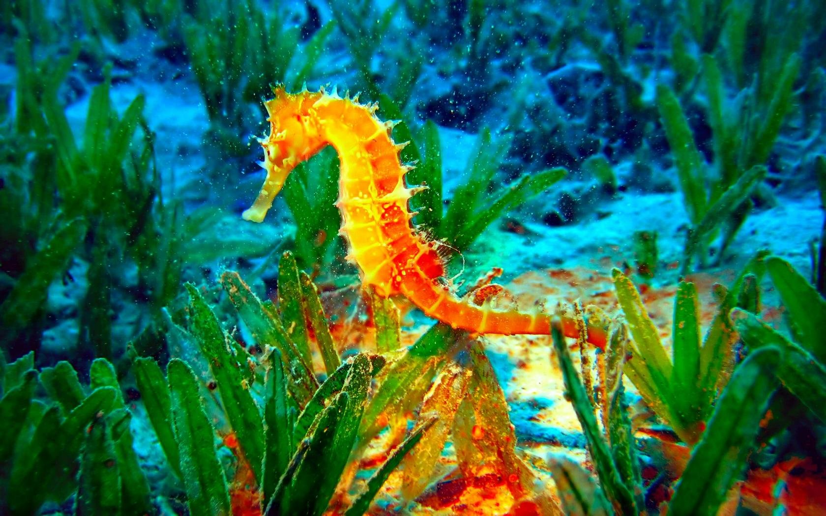 High resolution Seahorse hd 1680x1050 background ID:135827 for computer