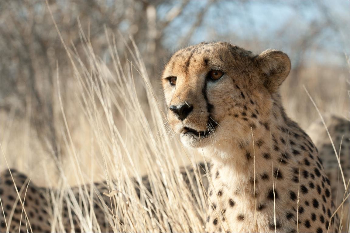Download hd 1152x768 Cheetah computer background ID:161826 for free