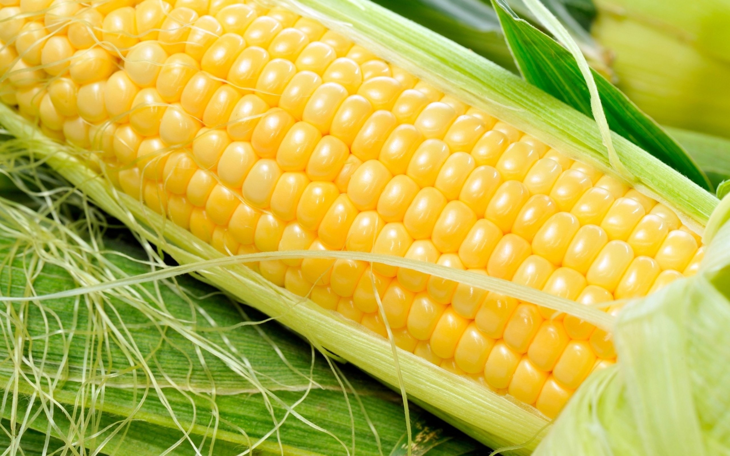 Free Corn high quality background ID:100674 for hd 2560x1600 PC