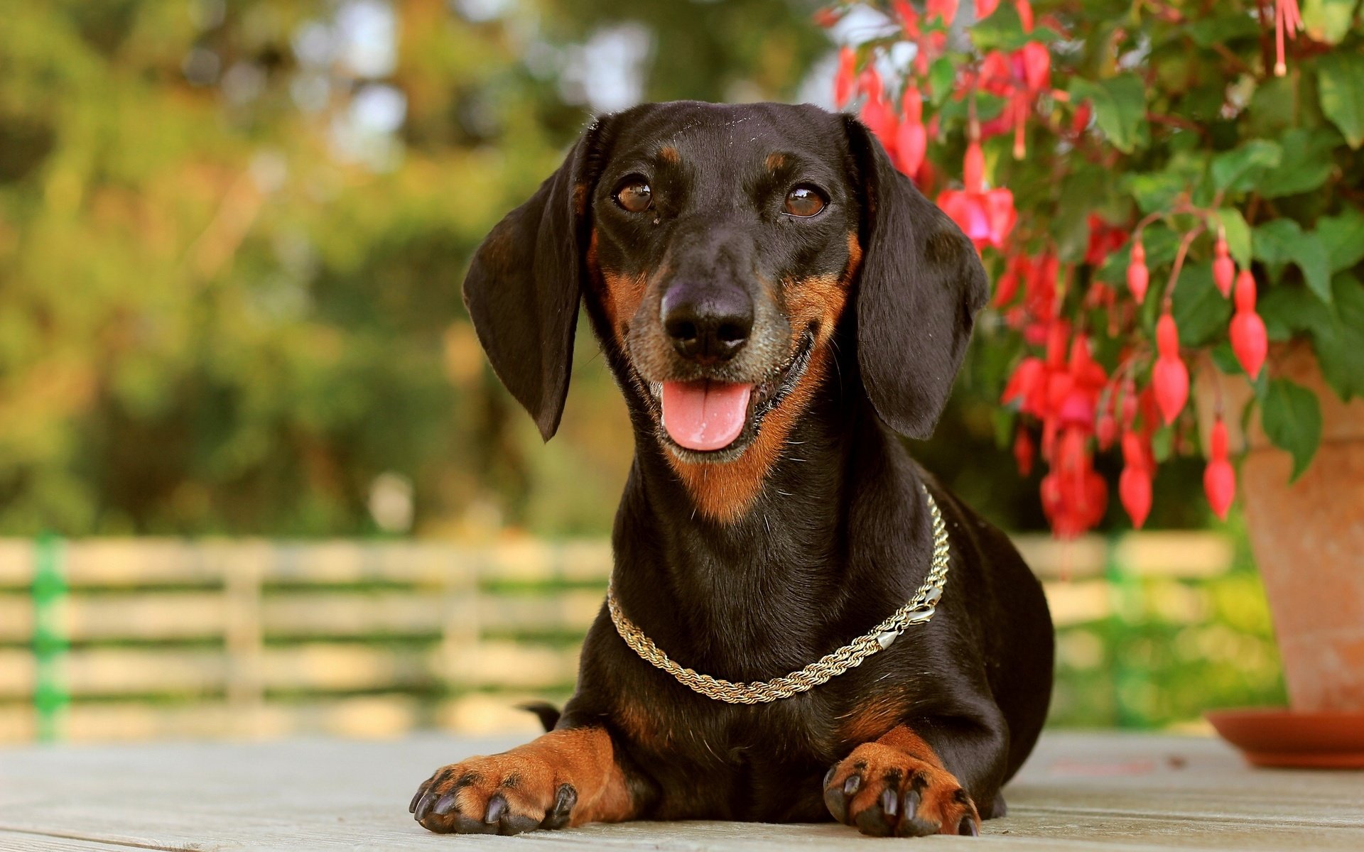 Free download Dachshund wallpaper ID:310477 hd 1920x1200 for PC