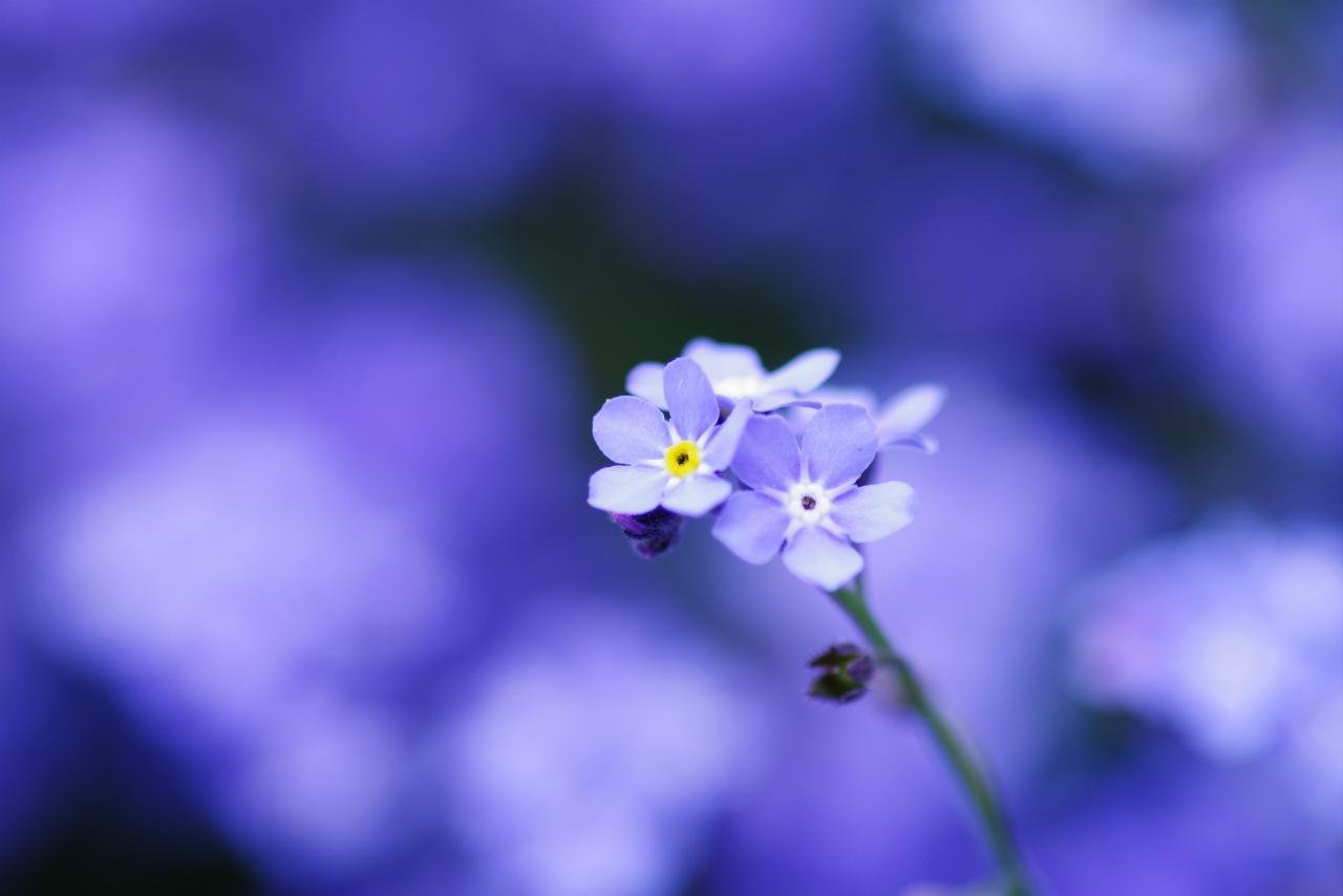 Free Forget-Me-Not high quality background ID:64146 for hd 1280x854 computer