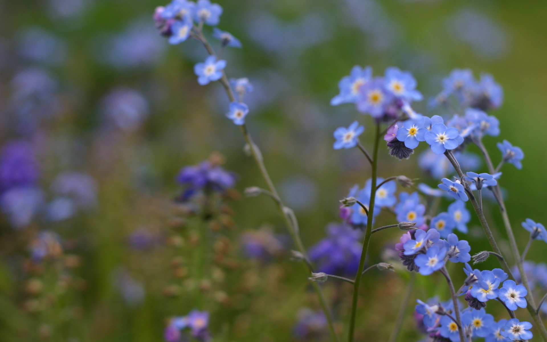 Free download Forget-Me-Not background ID:64150 hd 1920x1200 for computer