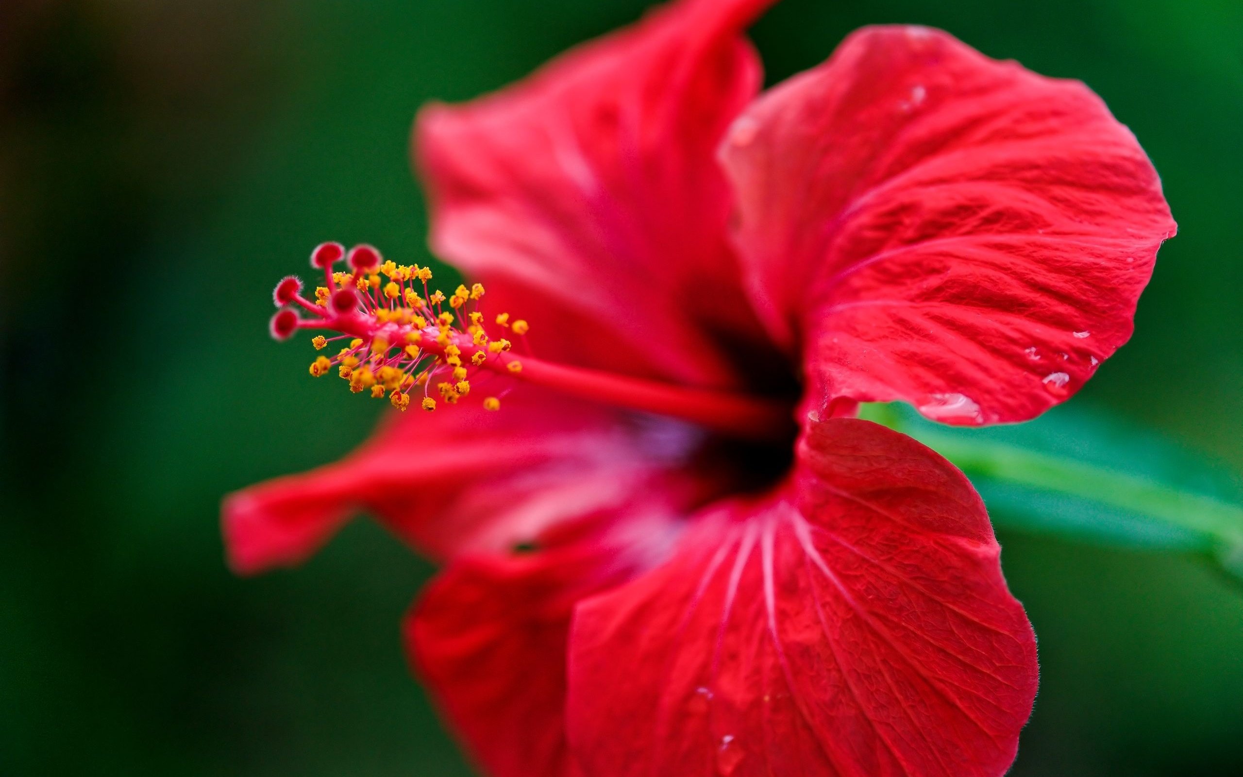 Awesome Hibiscus free background ID:24447 for hd 2560x1600 desktop
