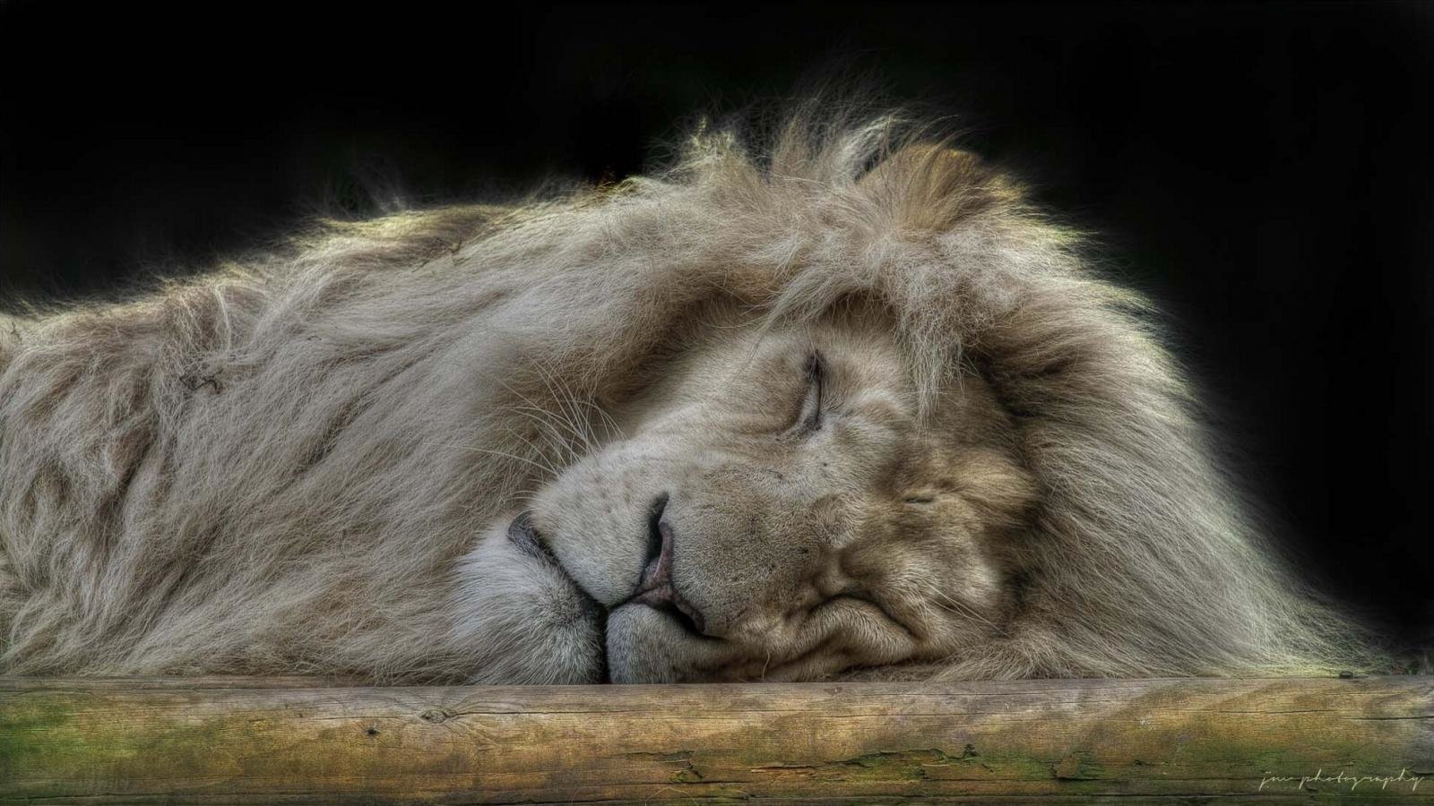 Awesome Lion free background ID:255754 for hd 1600x900 desktop