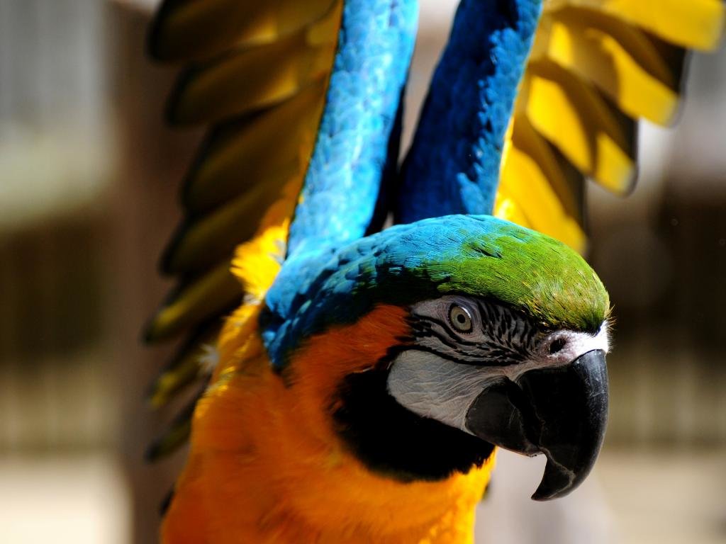 High resolution Macaw hd 1024x768 background ID:46468 for PC