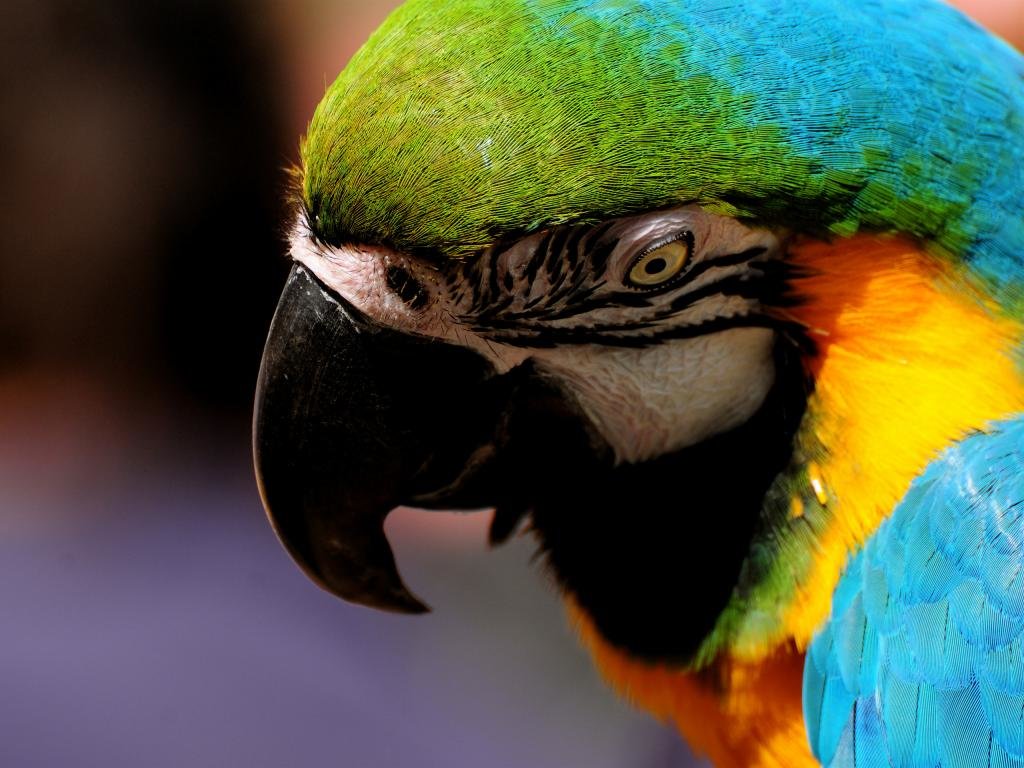 Awesome Macaw free wallpaper ID:46467 for hd 1024x768 desktop