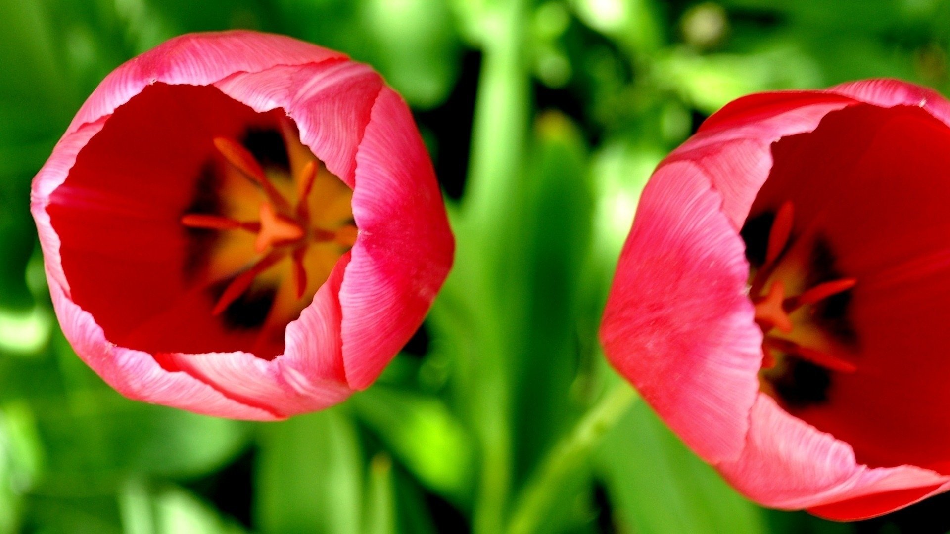Download 1080p Tulip PC background ID:157467 for free