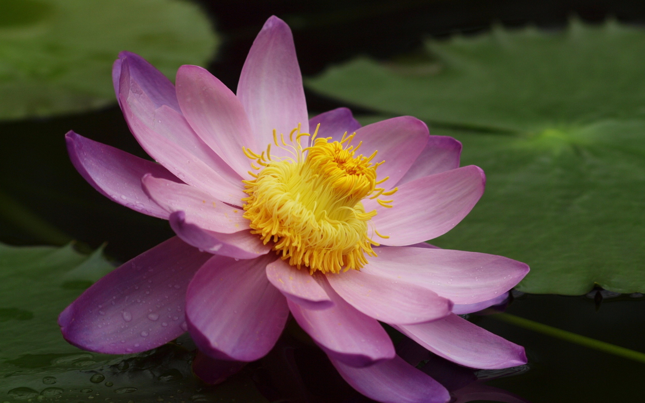 Awesome Water Lily free wallpaper ID:366149 for hd 2560x1600 computer