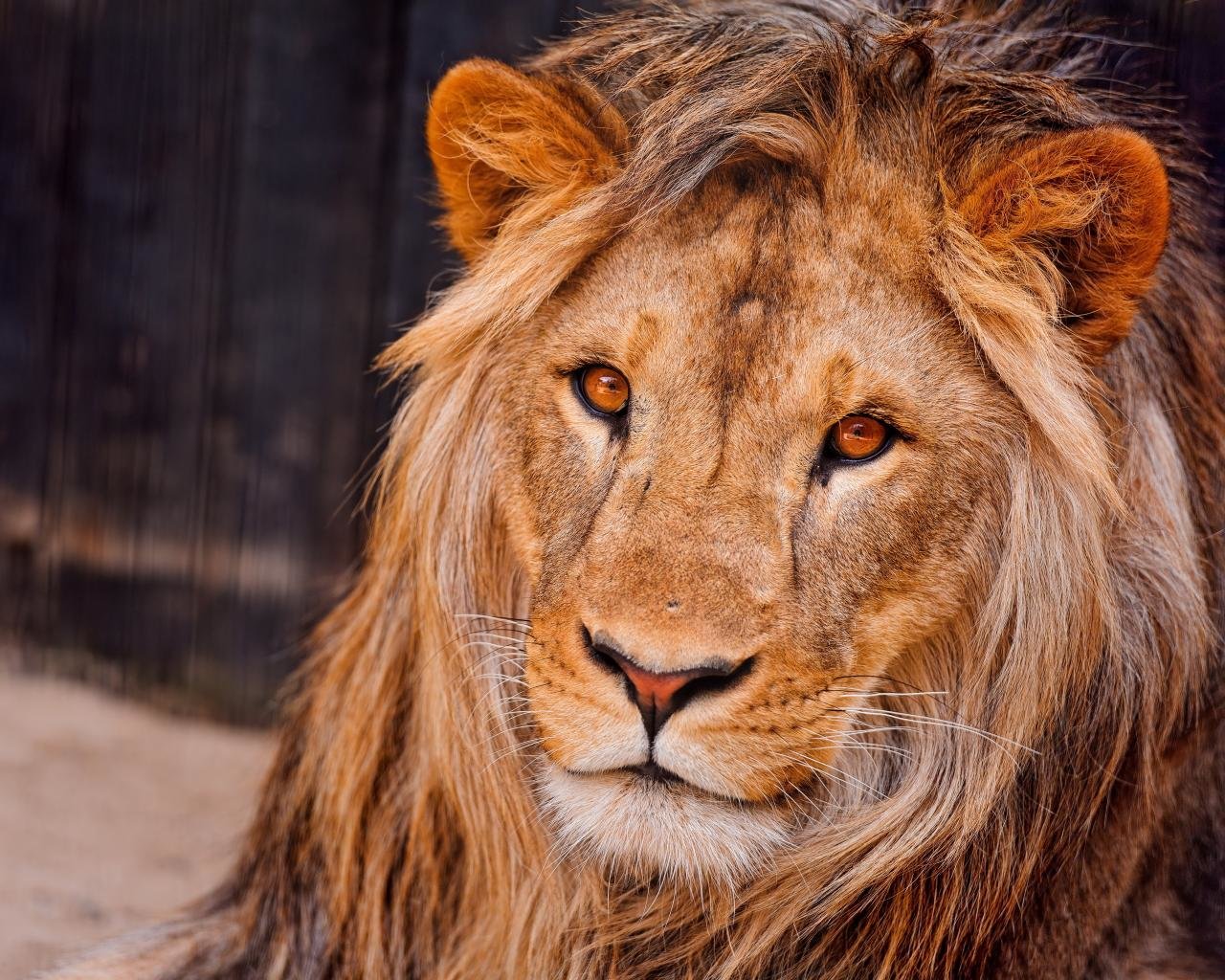 Free Lion high quality wallpaper ID:255365 for hd 1280x1024 computer