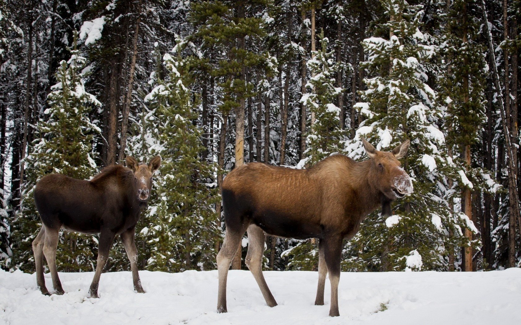 Best Moose background ID:346737 for High Resolution hd 1680x1050 PC