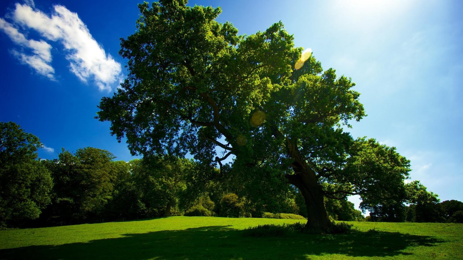 Awesome Tree free wallpaper ID:76541 for hd 1600x900 computer
