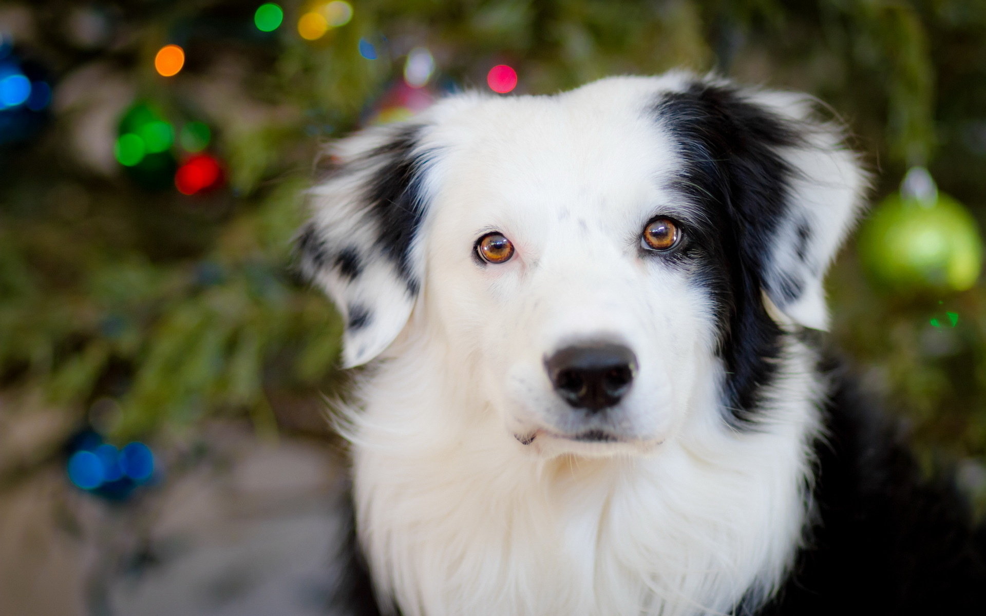 Awesome Border Collie free wallpaper ID:165831 for hd 1920x1200 desktop