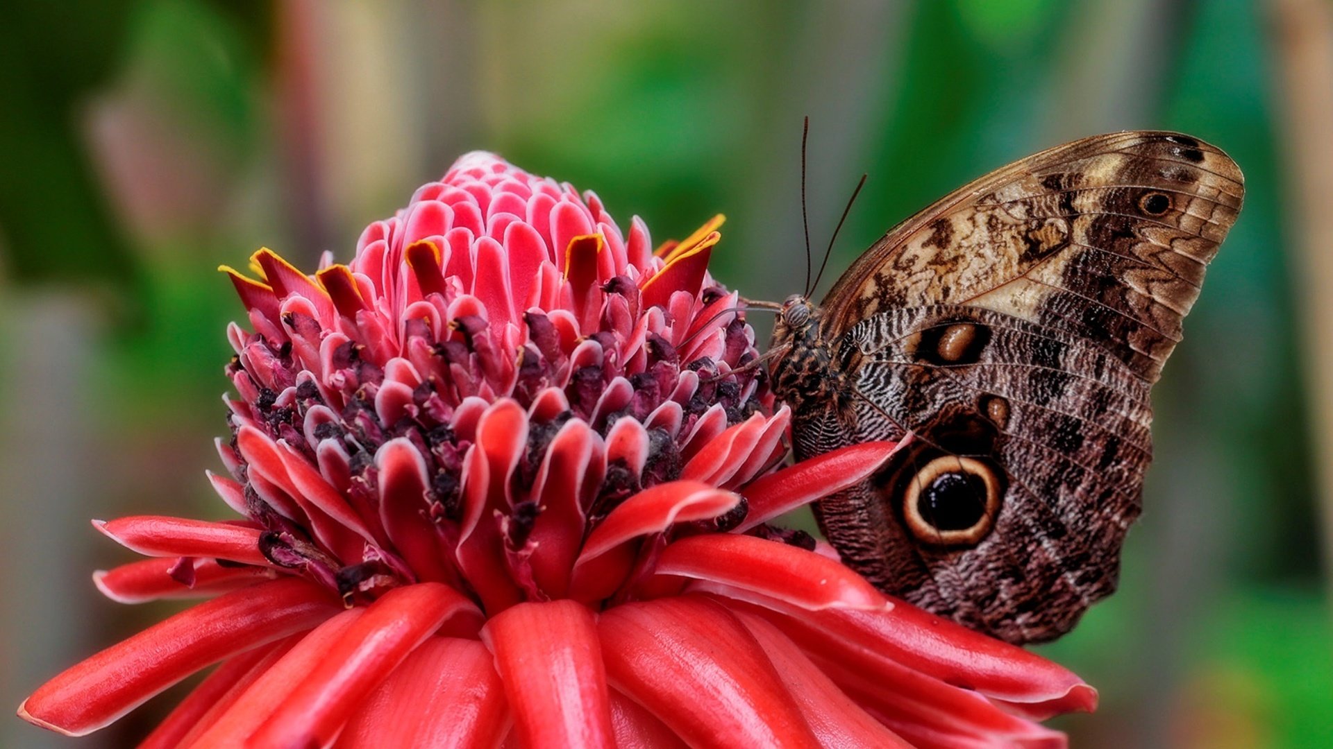 Download full hd 1920x1080 Butterfly computer wallpaper ID:167879 for free