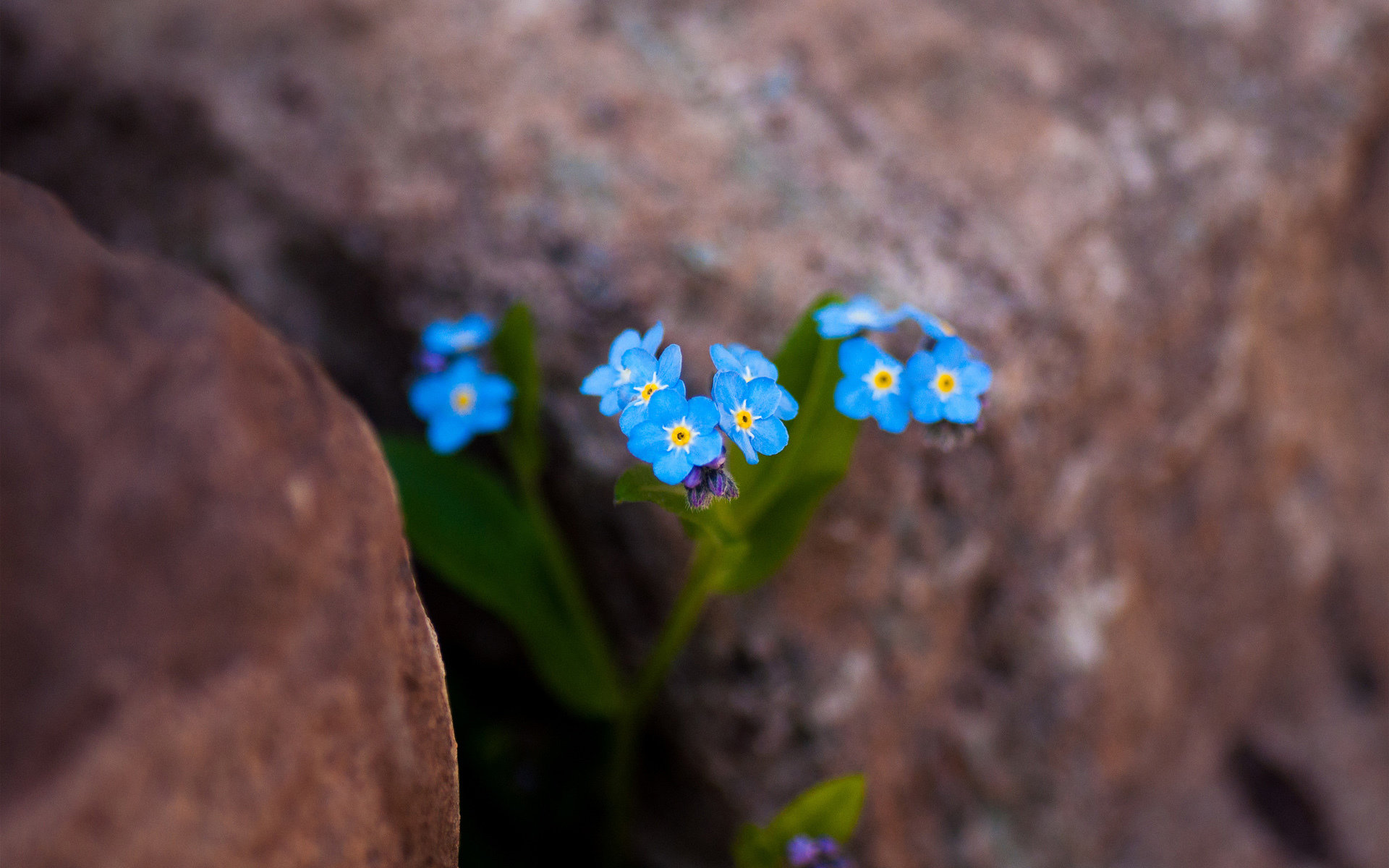 Free Forget-Me-Not high quality wallpaper ID:64149 for hd 1920x1200 PC