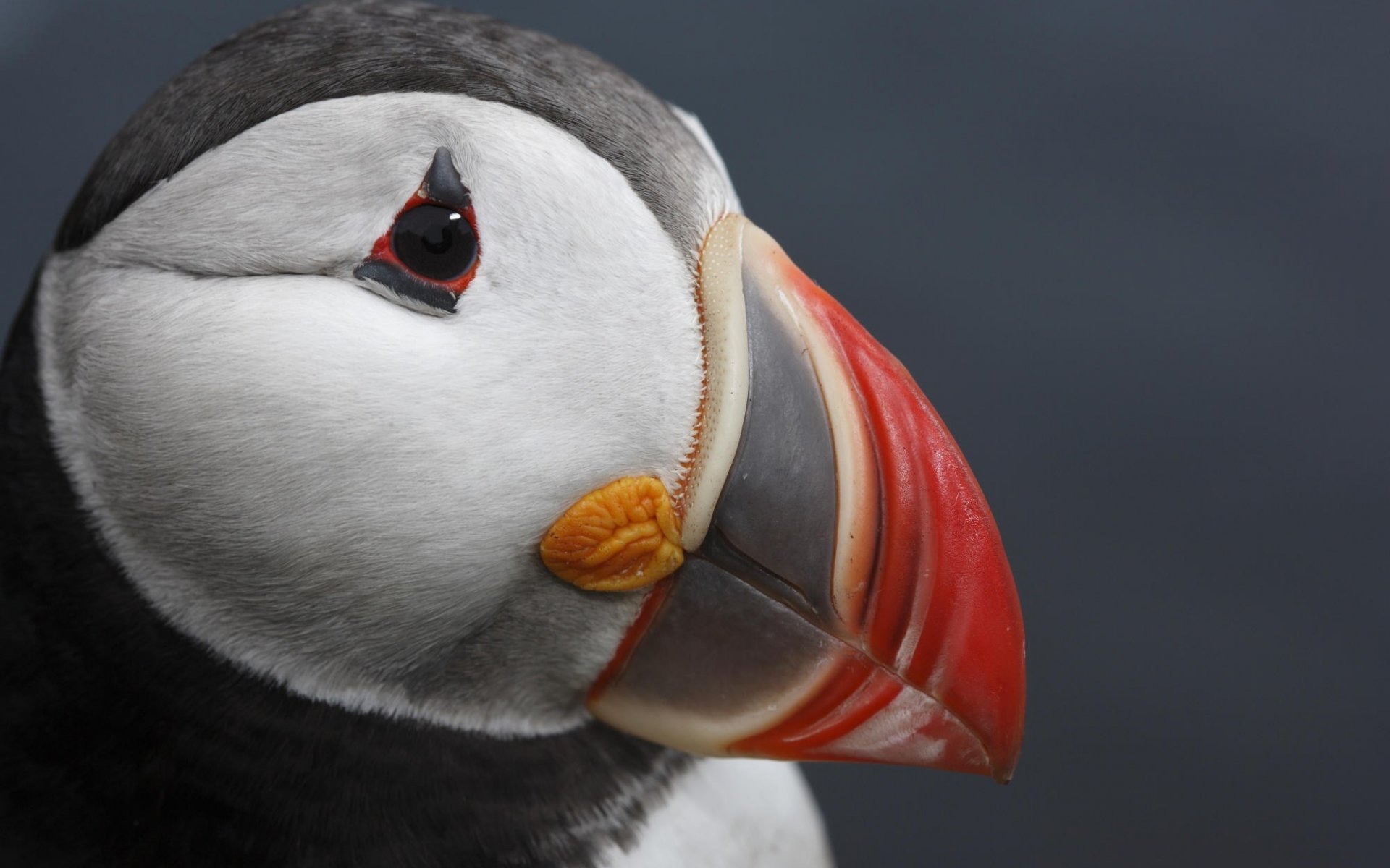 Free Puffin high quality wallpaper ID:193171 for hd 1920x1200 desktop
