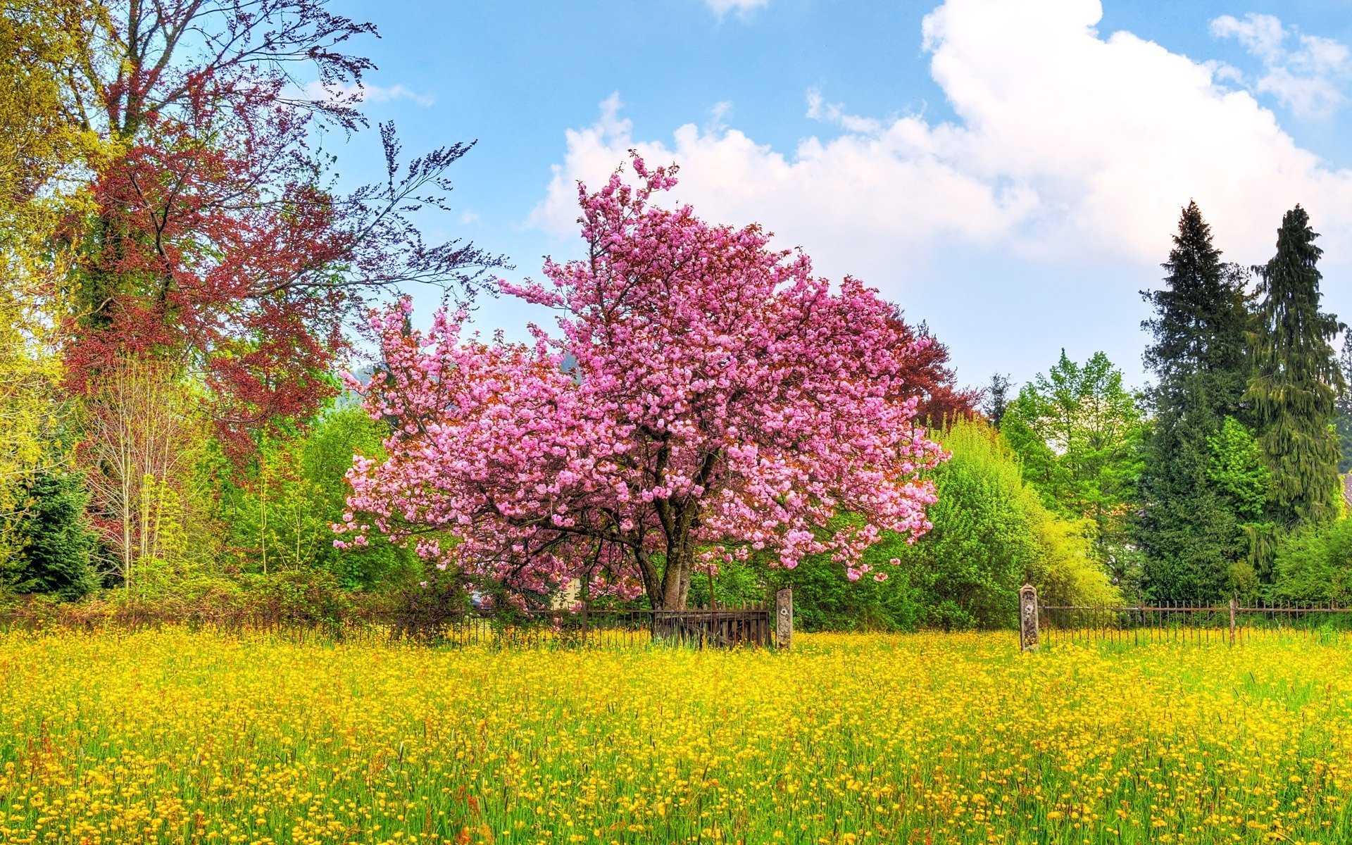 High resolution Sakura tree (Cherry Blossom) hd 1920x1200 background ID:76493 for desktop