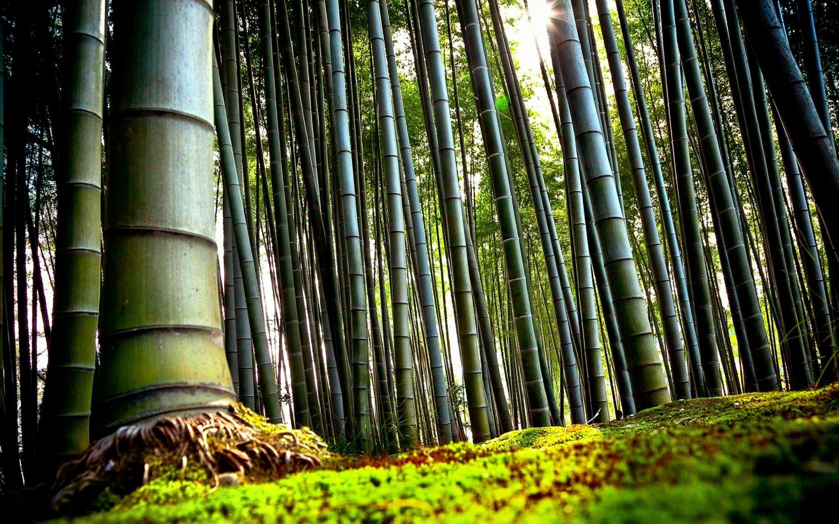 High resolution Bamboo hd 1680x1050 background ID:246773 for PC