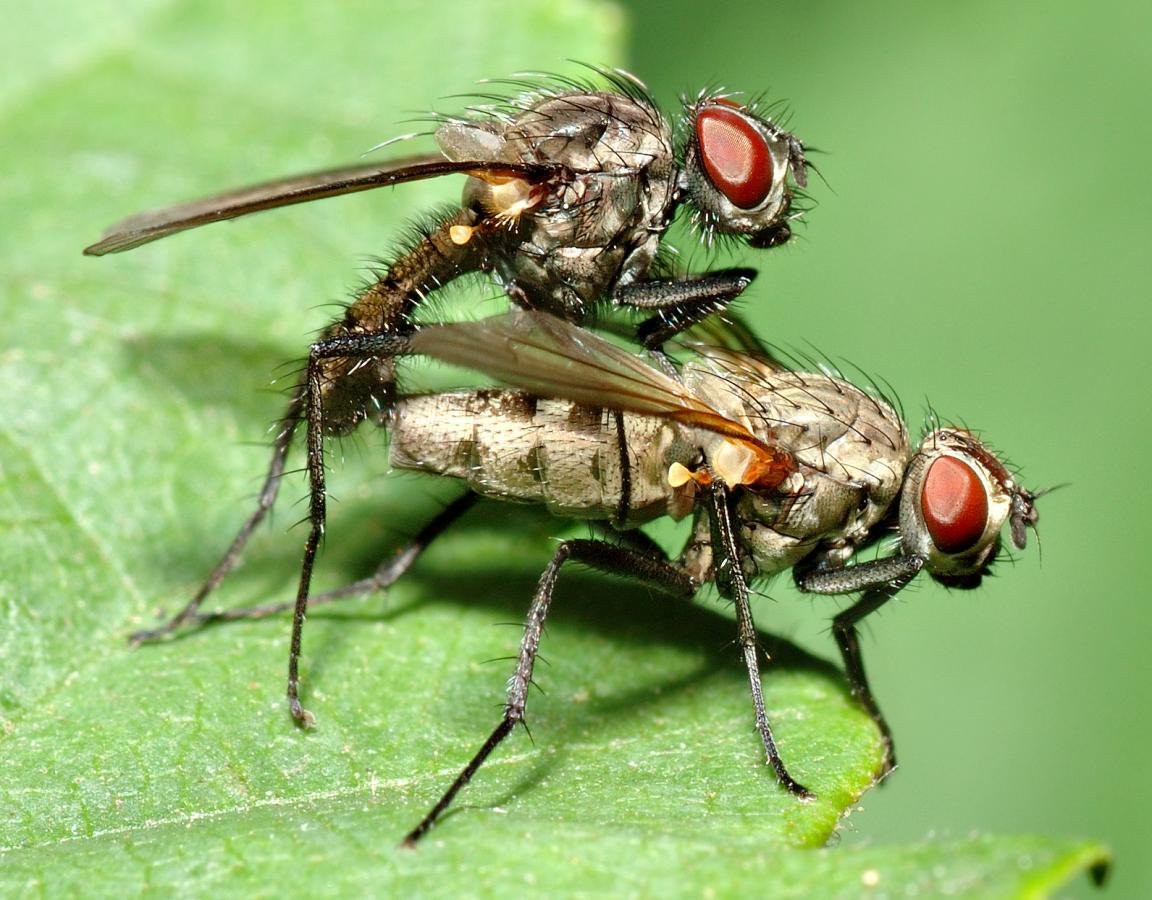 Best Fly wallpaper ID:275225 for High Resolution hd 1152x900 computer