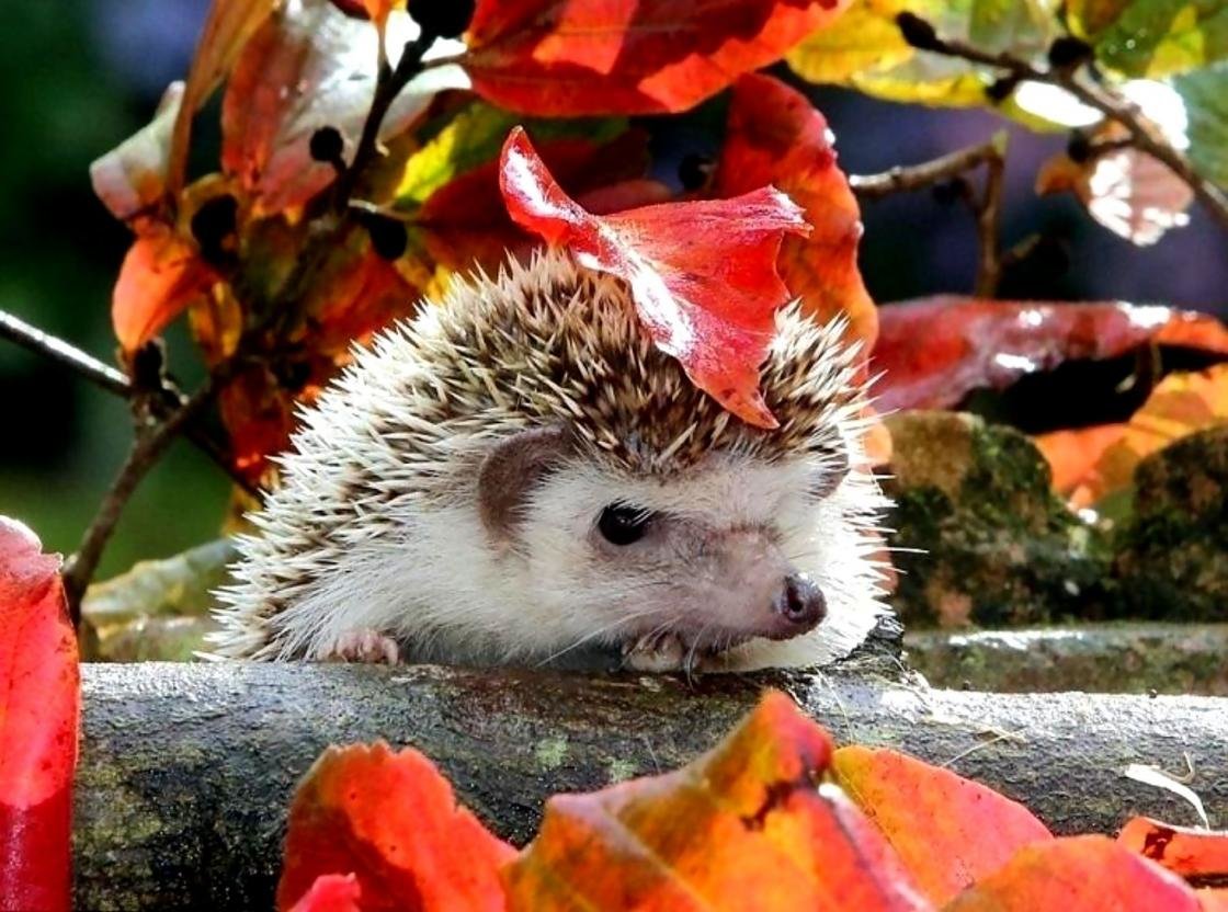 Download hd 1120x832 Hedgehog PC background ID:241779 for free