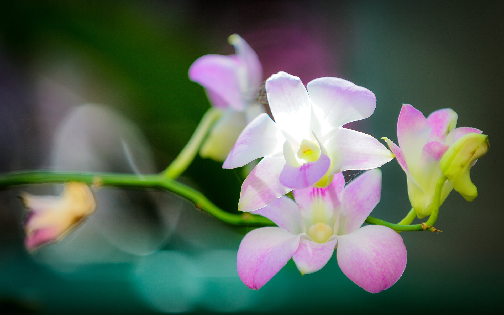 Download hd 1920x1200 Orchid computer background ID:449545 for free