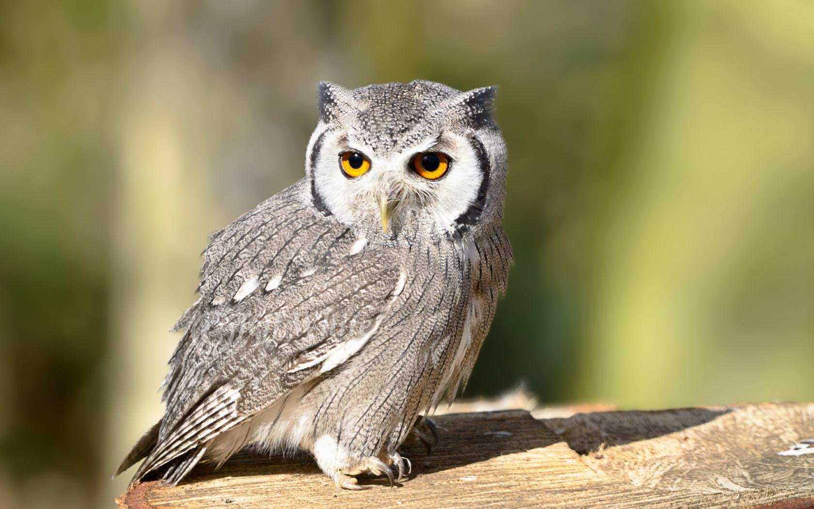 Best Owl wallpaper ID:237011 for High Resolution hd 1680x1050 PC