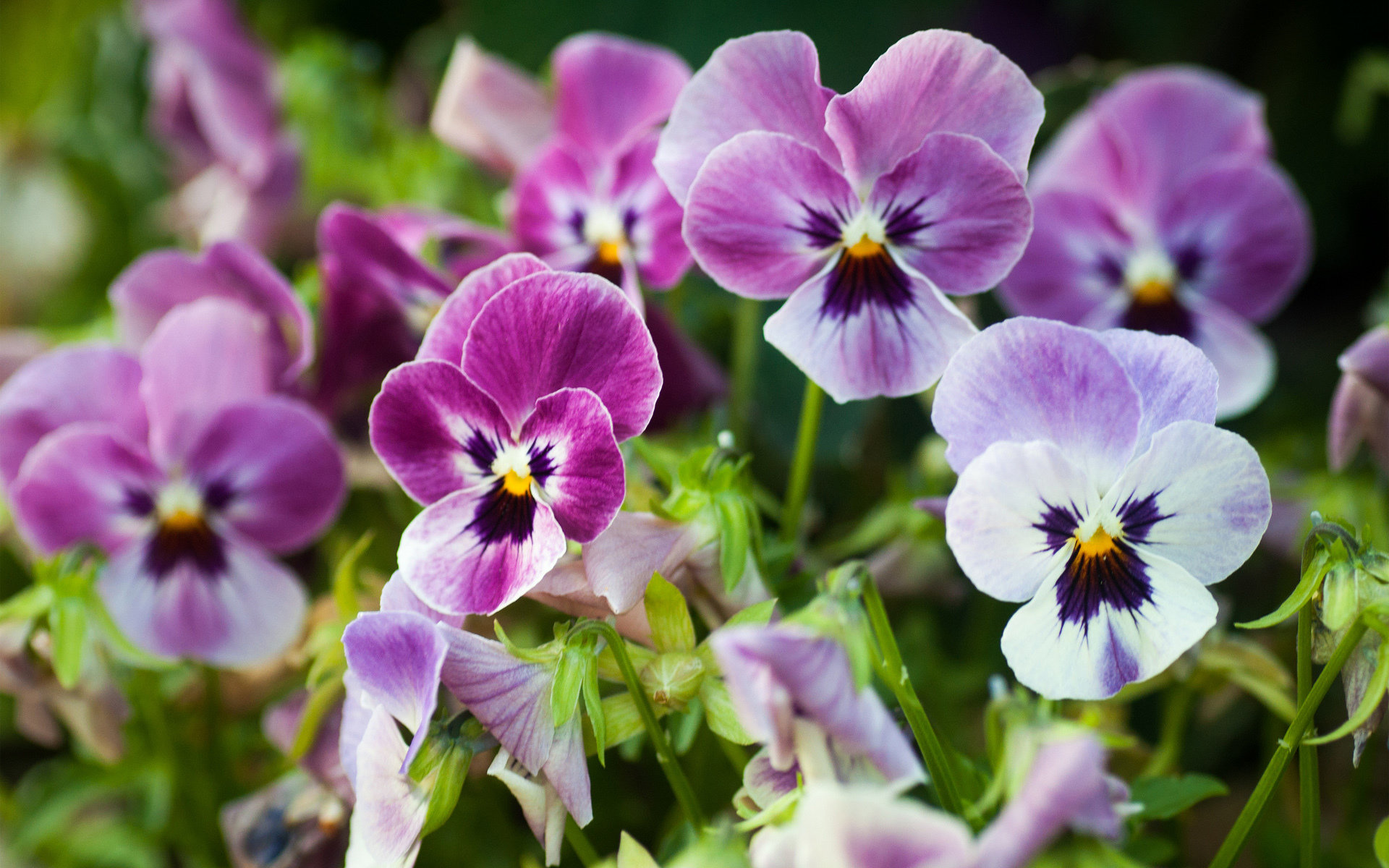 Awesome Pansy free background ID:163647 for hd 1920x1200 computer