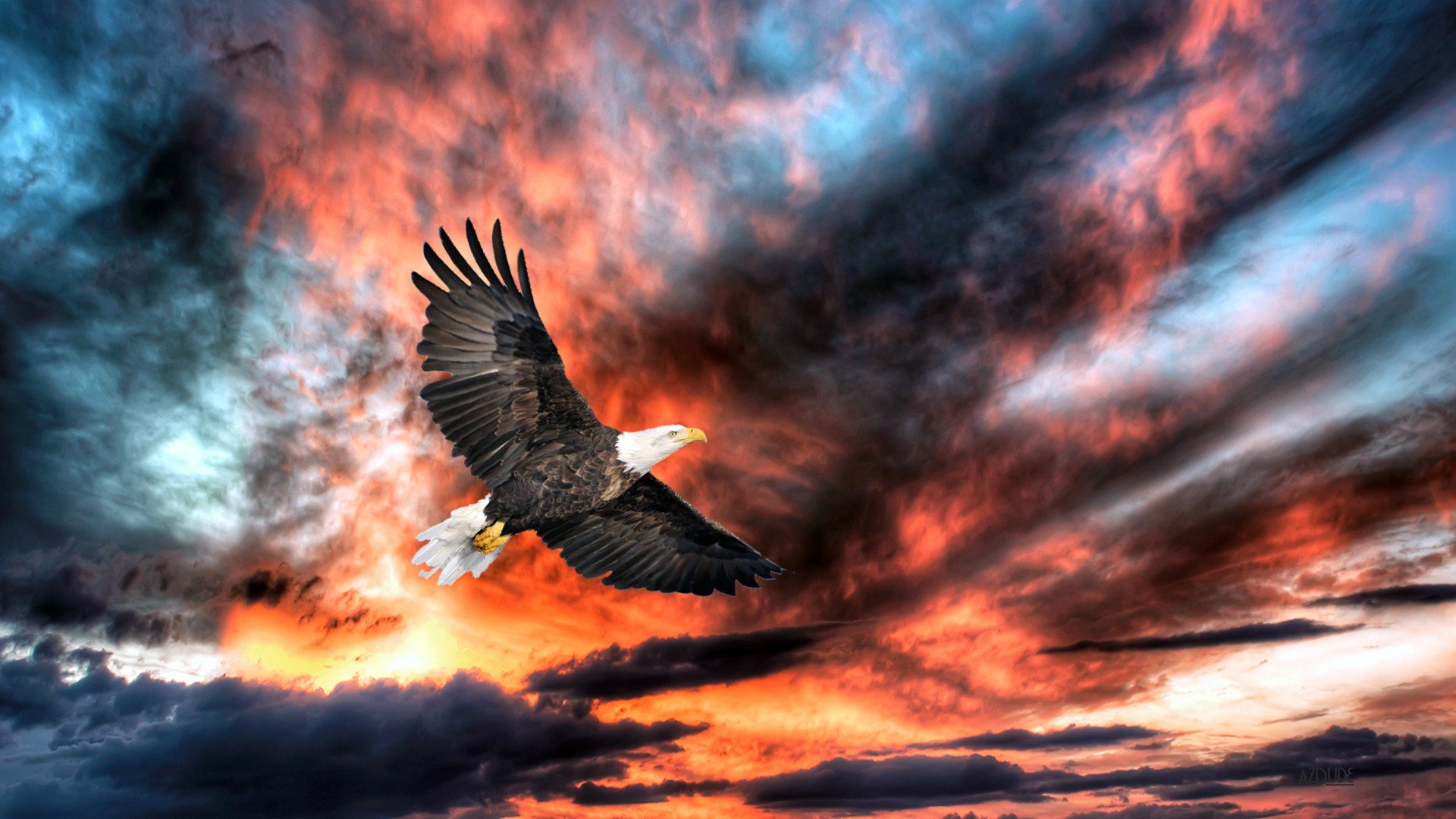 Free download Eagle background ID:231147 full hd 1920x1080 for desktop