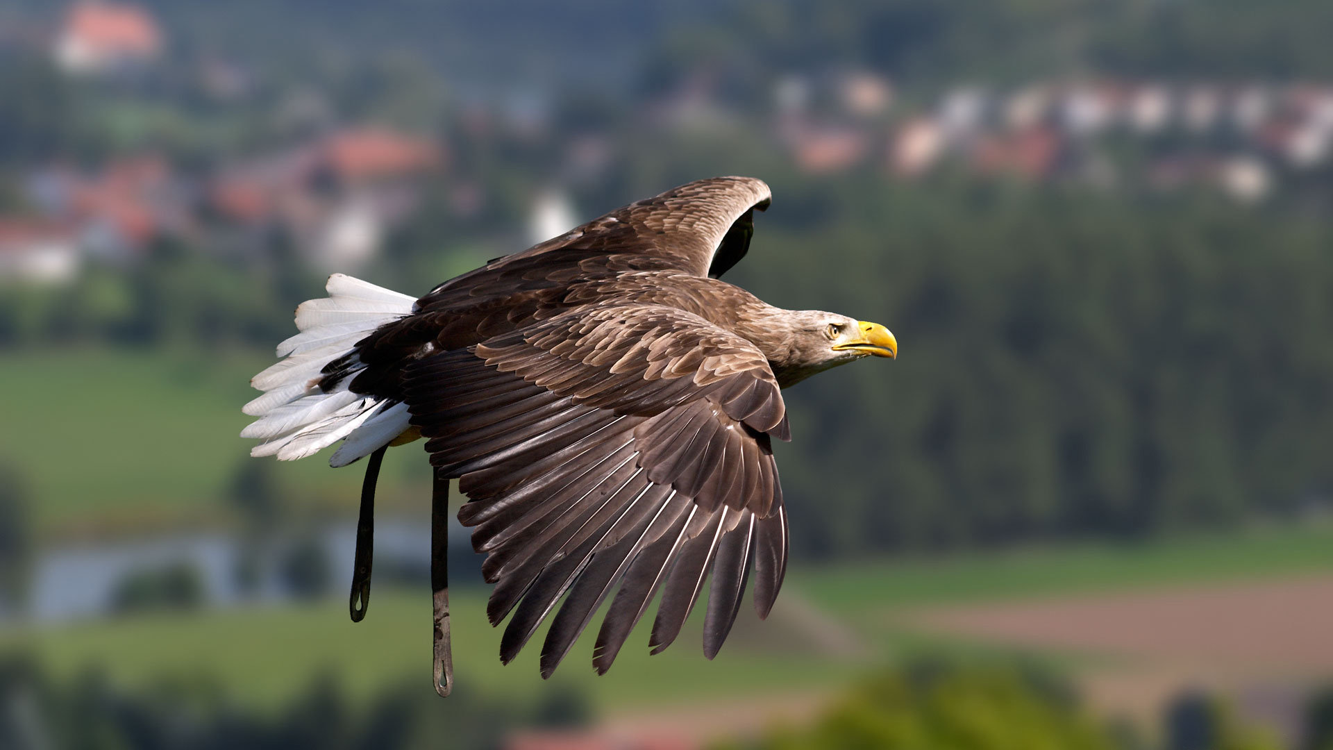 Free Eagle high quality wallpaper ID:231257 for 1080p computer