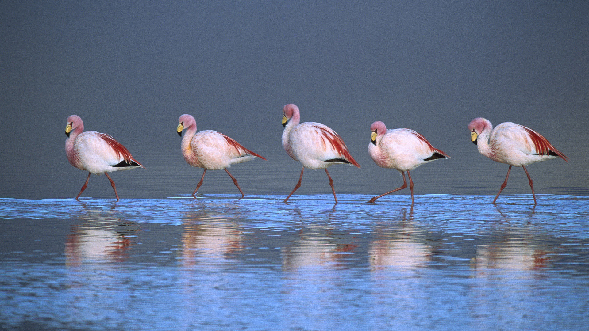 flamingos torrent