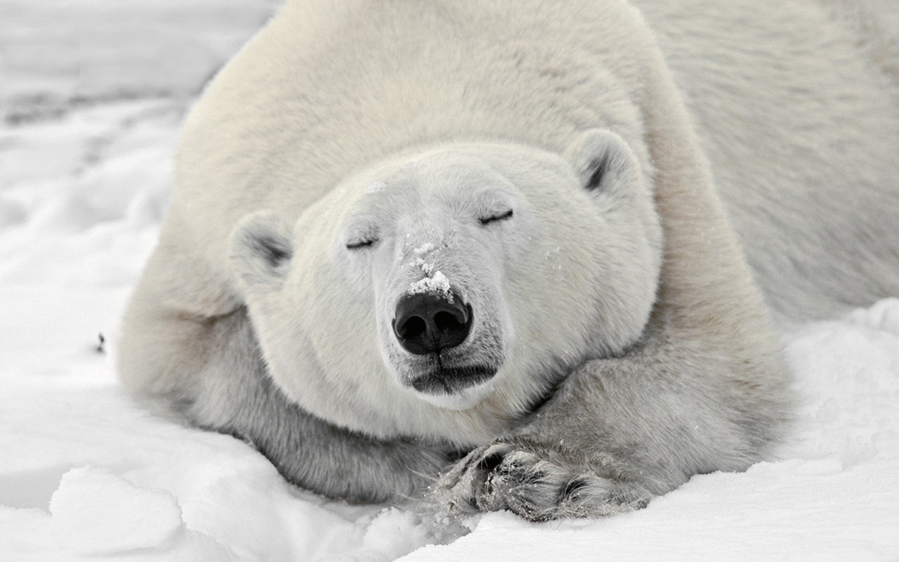 Awesome Polar Bear free background ID:359863 for hd 1280x800 desktop