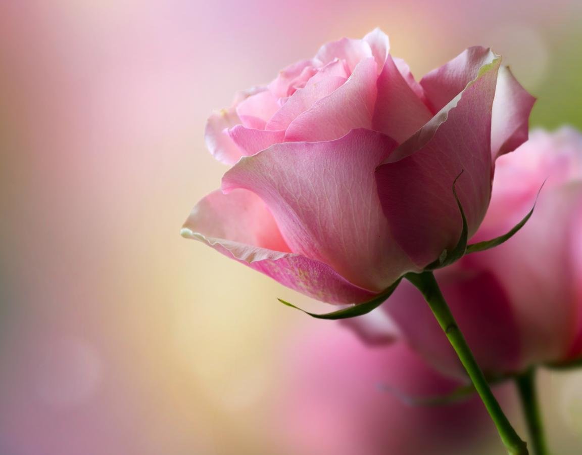 Free Rose high quality background ID:473319 for hd 1152x900 PC