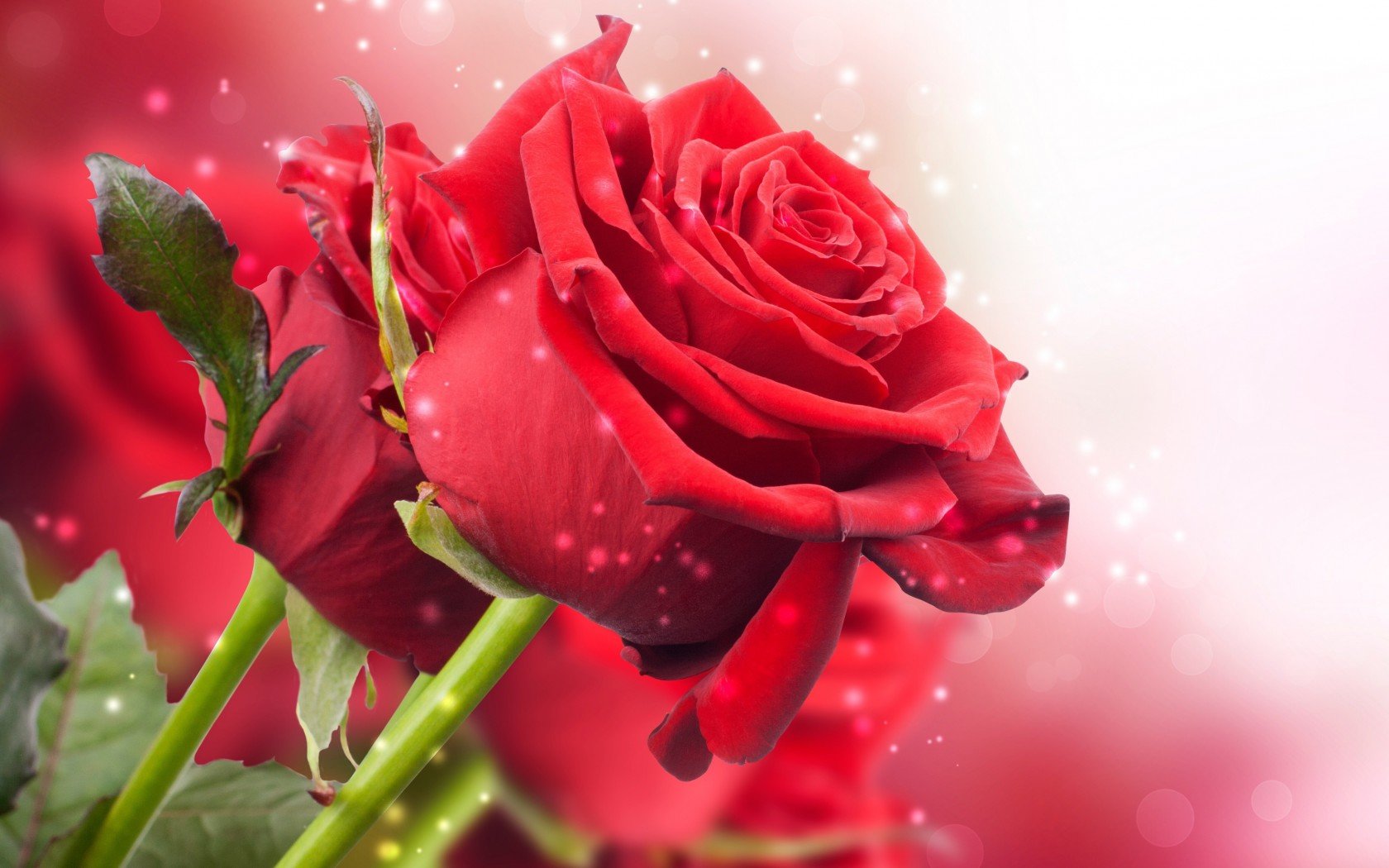Best Rose background ID:473335 for High Resolution hd 1680x1050 PC