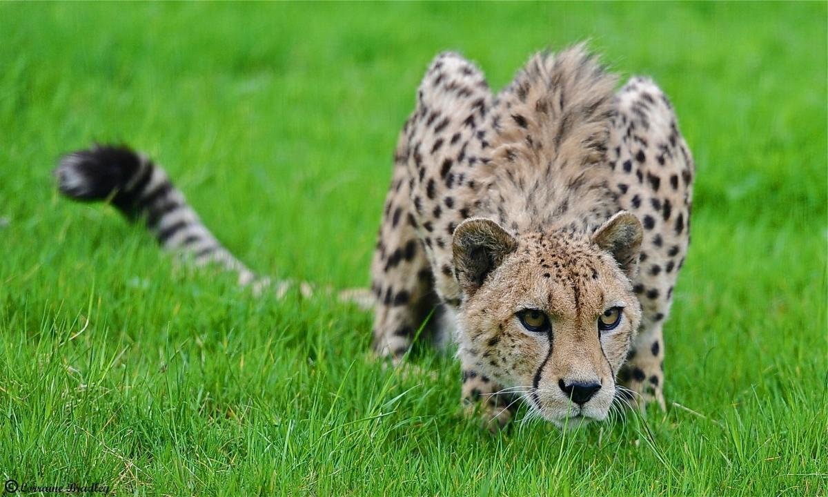 Download hd 1200x720 Cheetah desktop background ID:161788 for free