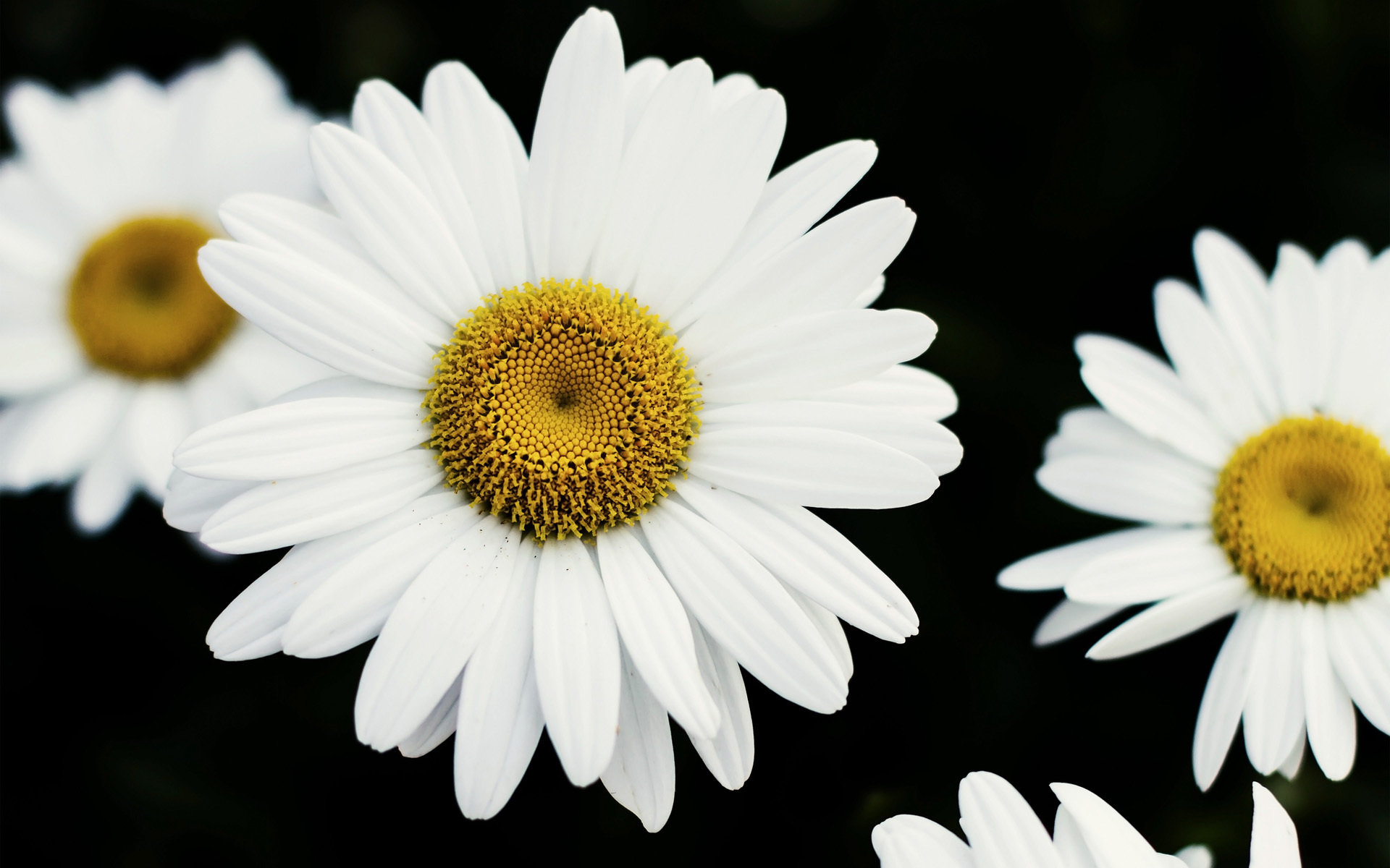 Awesome Daisy free wallpaper ID:363455 for hd 1920x1200 PC