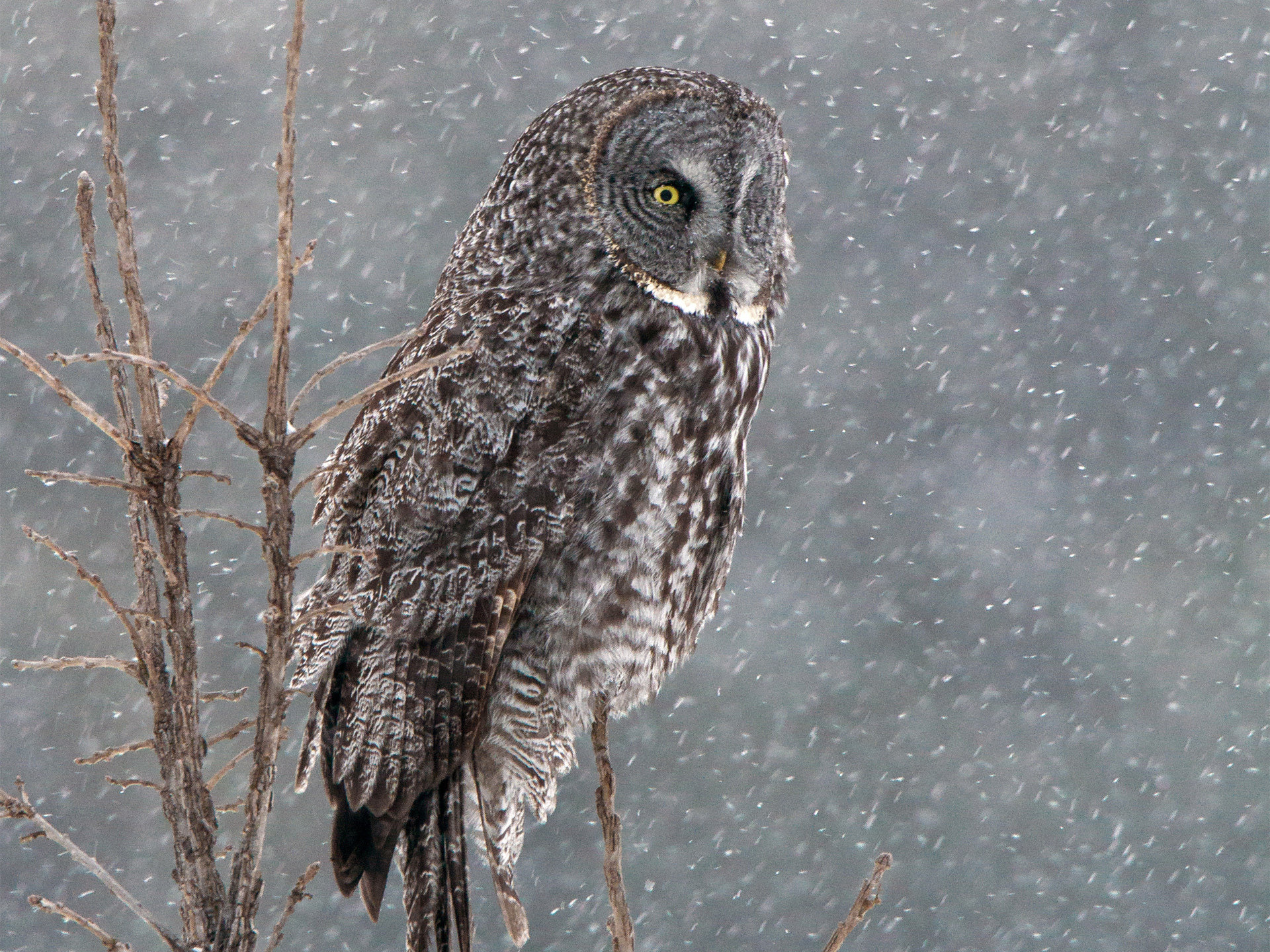 Awesome Great Grey Owl free background ID:235112 for hd 1920x1440 computer