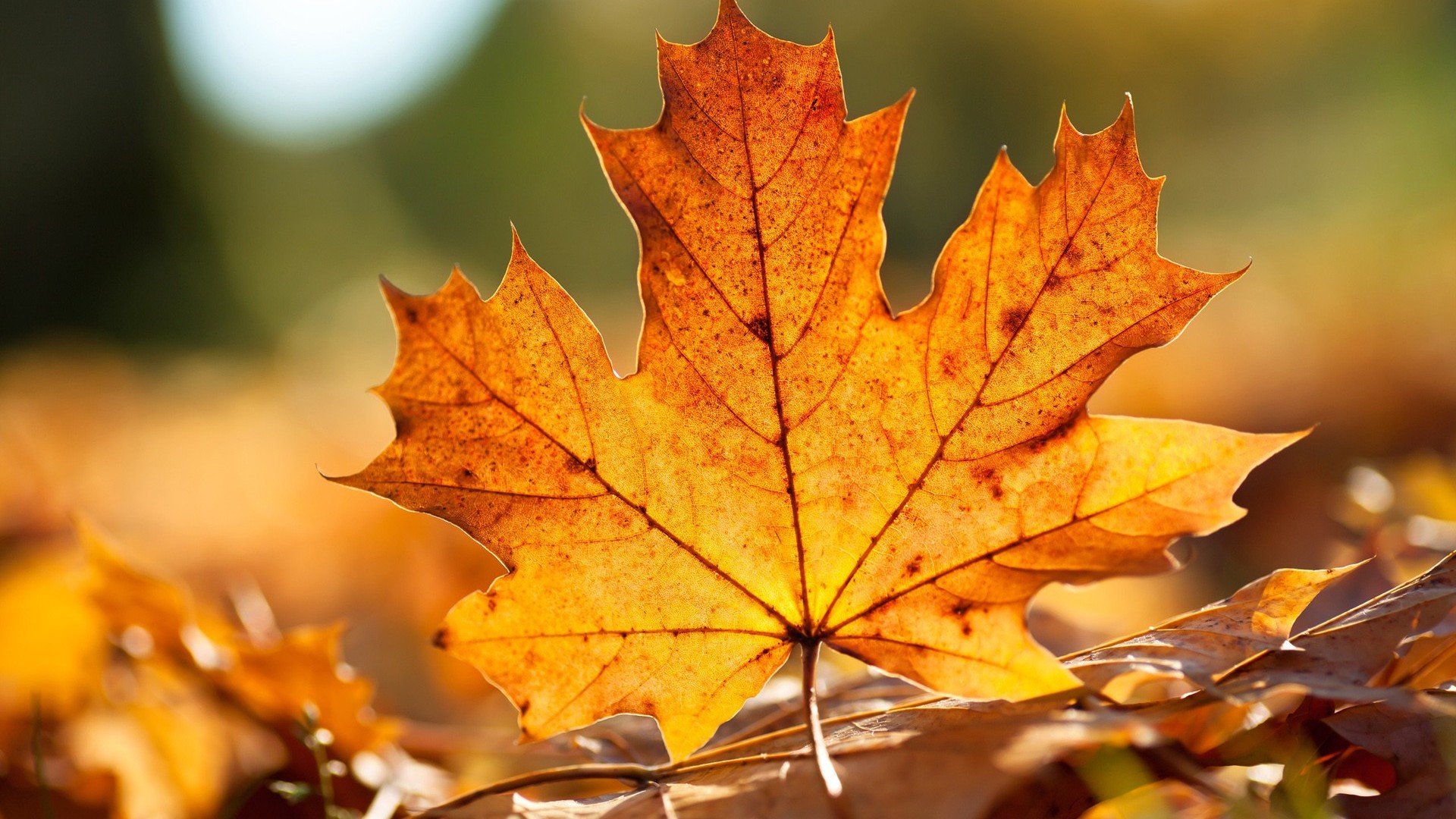 Best Leaf wallpaper ID:361767 for High Resolution full hd 1080p PC
