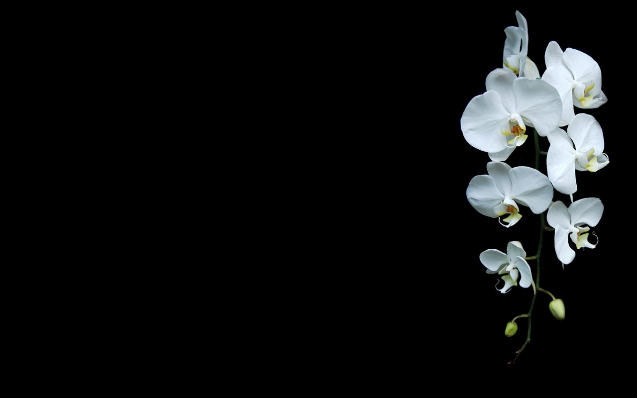 High resolution Orchid hd 1280x800 background ID:449567 for computer