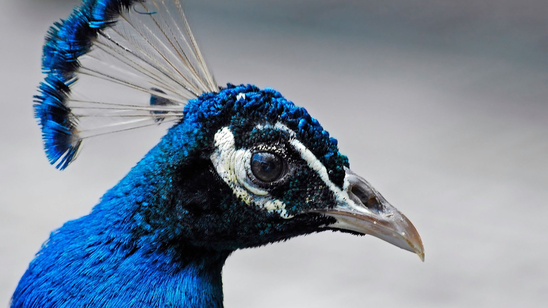 Download 1080p Peacock PC background ID:151810 for free