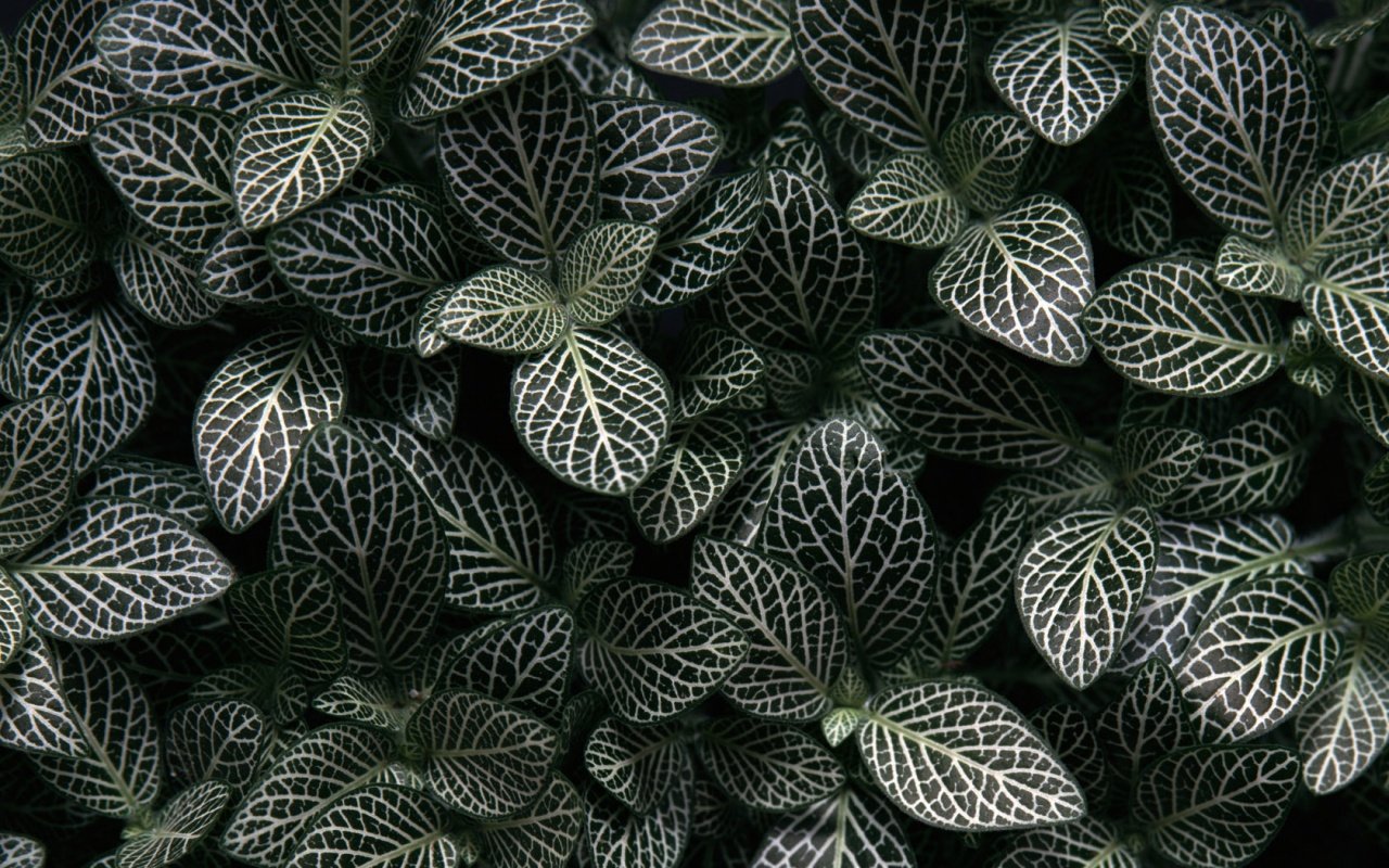 Free download Plant background ID:138546 hd 1280x800 for computer