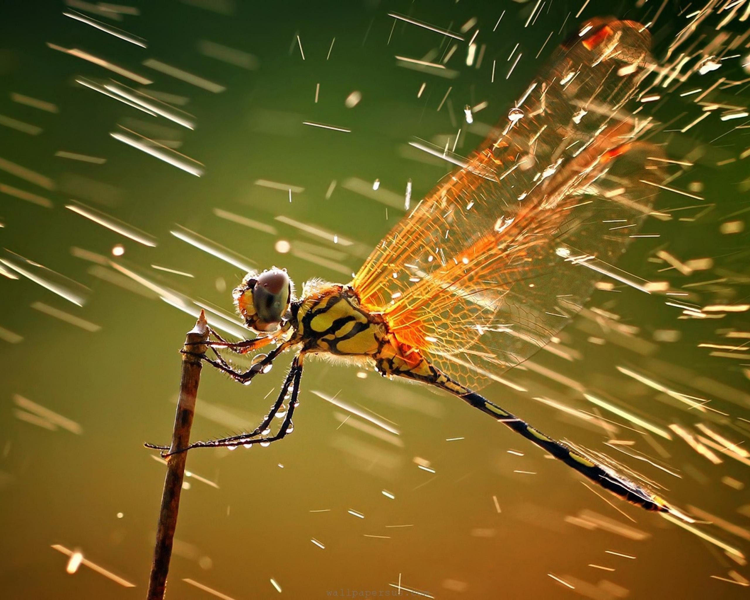 Free download Dragonfly wallpaper ID:467531 hd 2560x2048 for PC