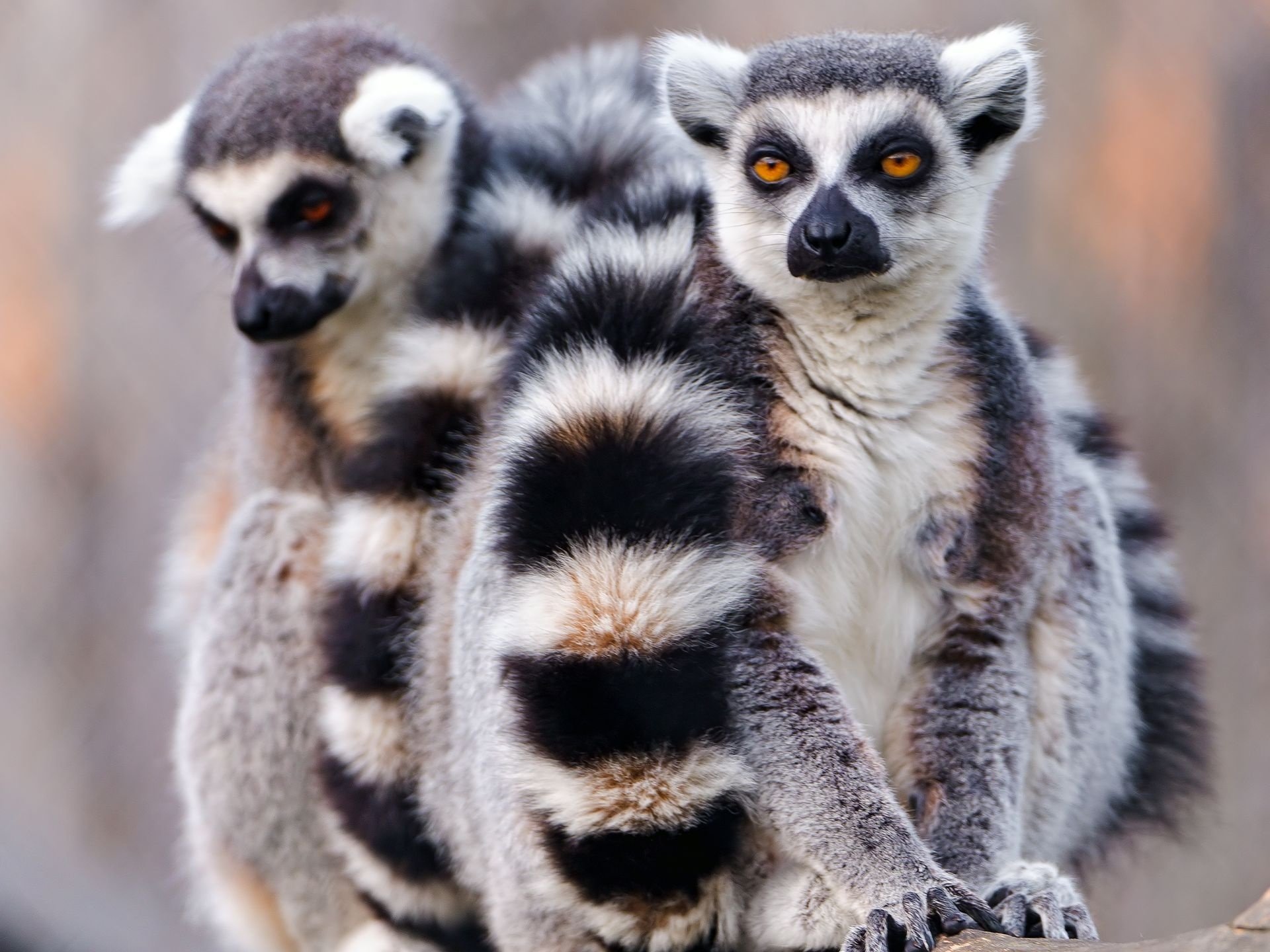 Free download Lemur background ID:53196 hd 1920x1440 for PC