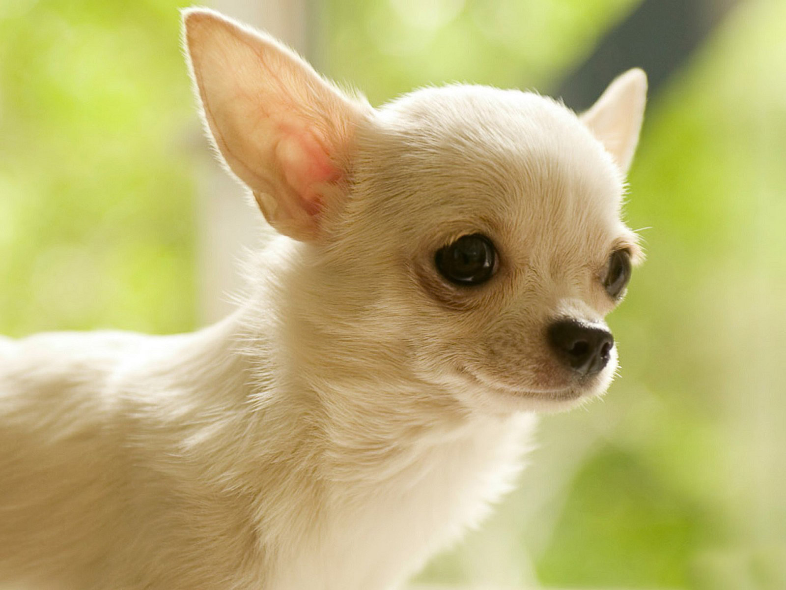 Free download Chihuahua wallpaper ID:84178 hd 1600x1200 for computer
